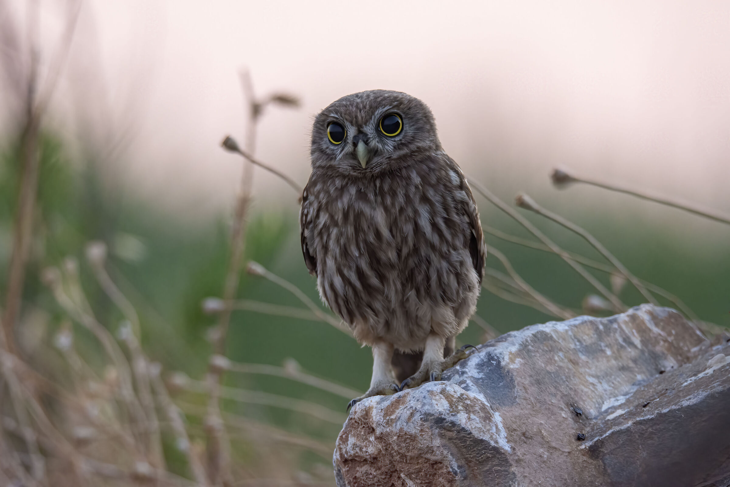 Poco prima dell'alba