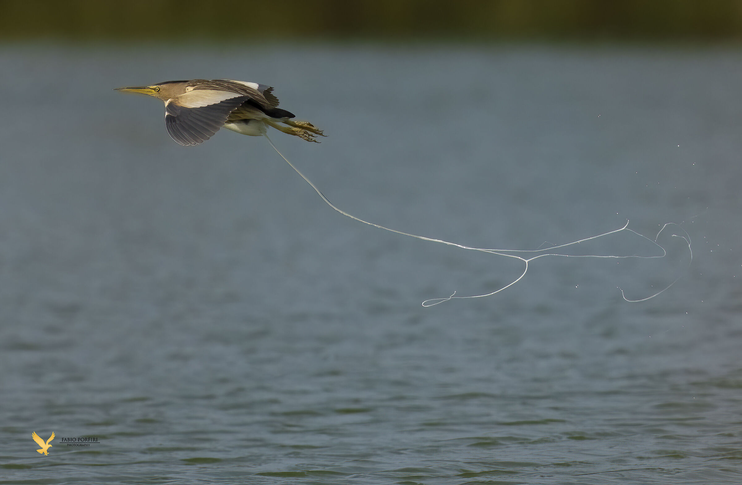 Tarabusino... quando certe "cose "richiamano l'...