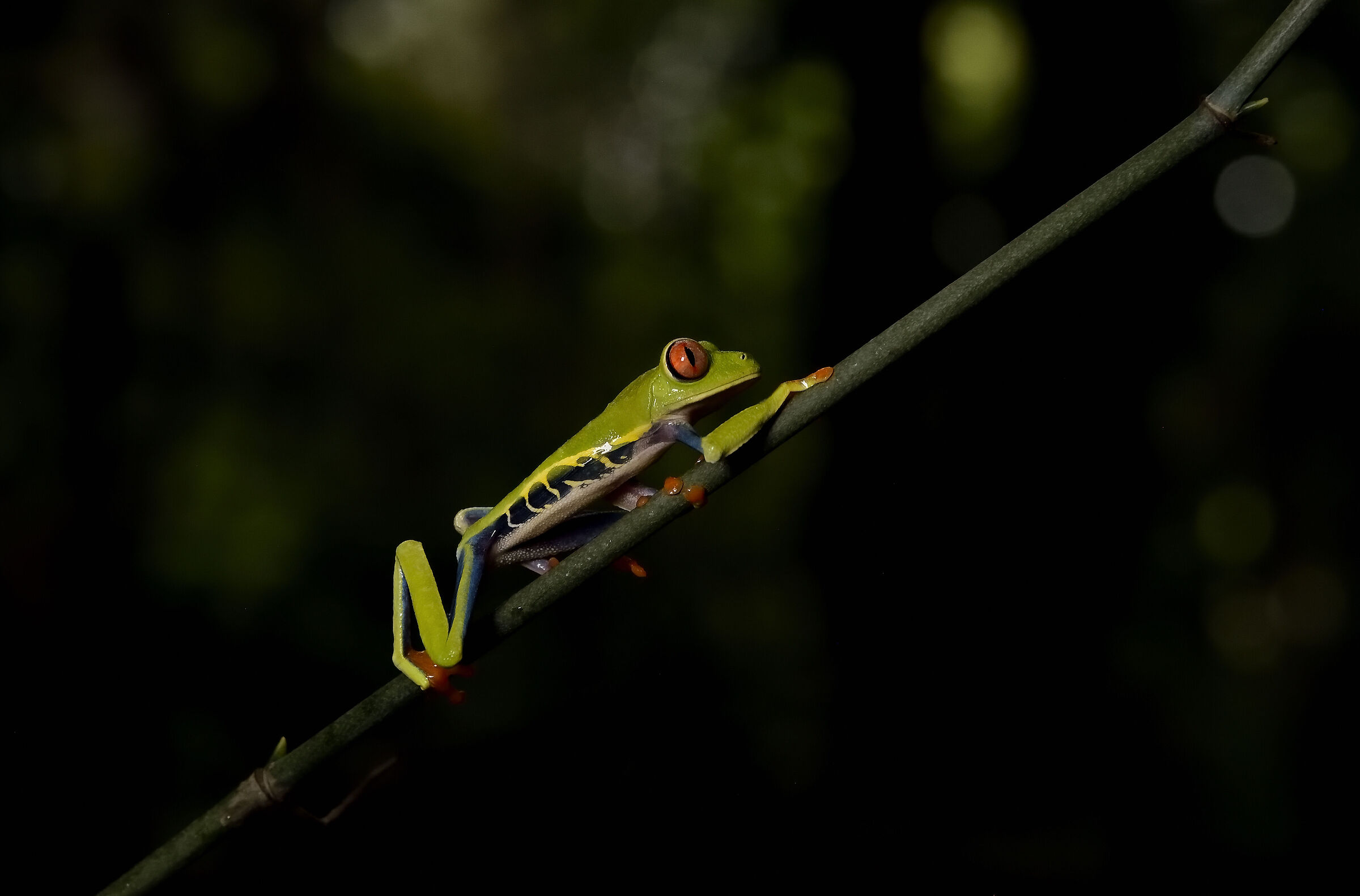 The magnificent and iconic Red-eye three frog