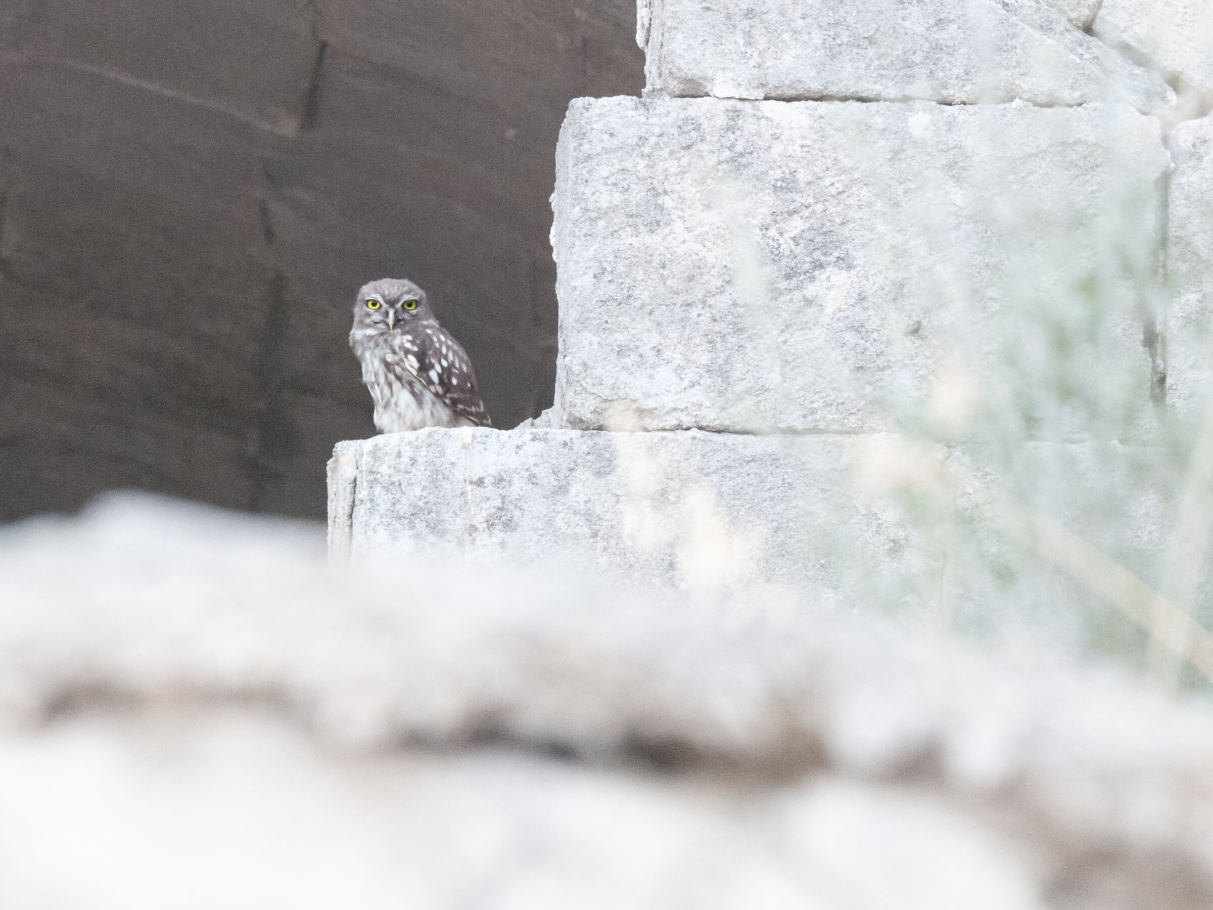 La mia prima Civetta