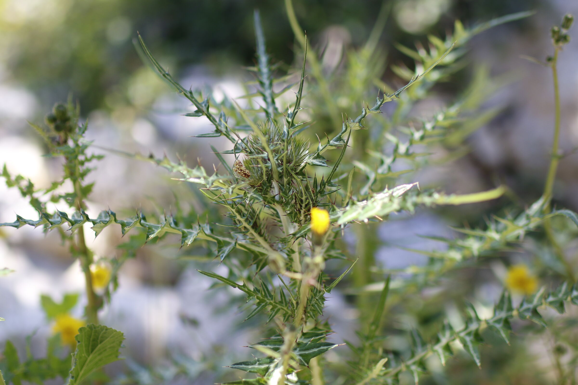 " F. 2 ", 1/ 2.0 0 0, ISO 250- Milvus 50, 1.4- 7D ...