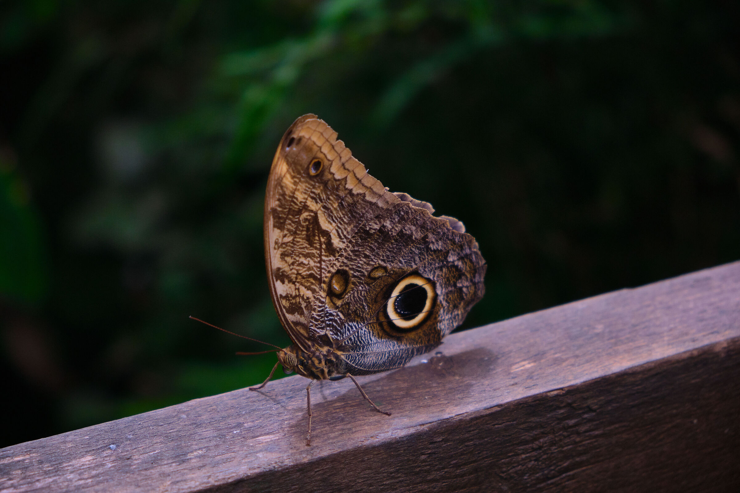 Butterfly 1