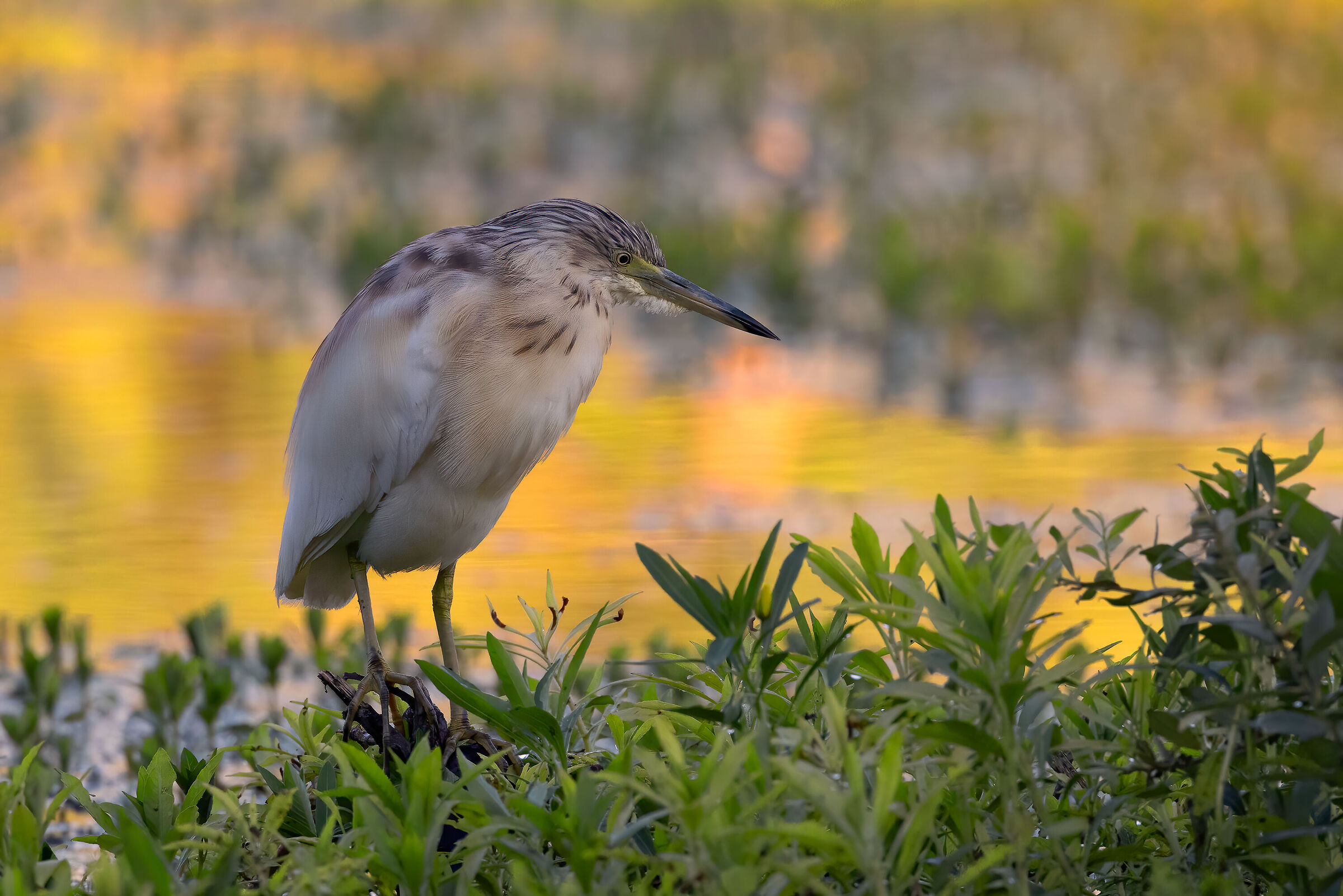 Sgarza ciuffetto (Ardeola ralloides)