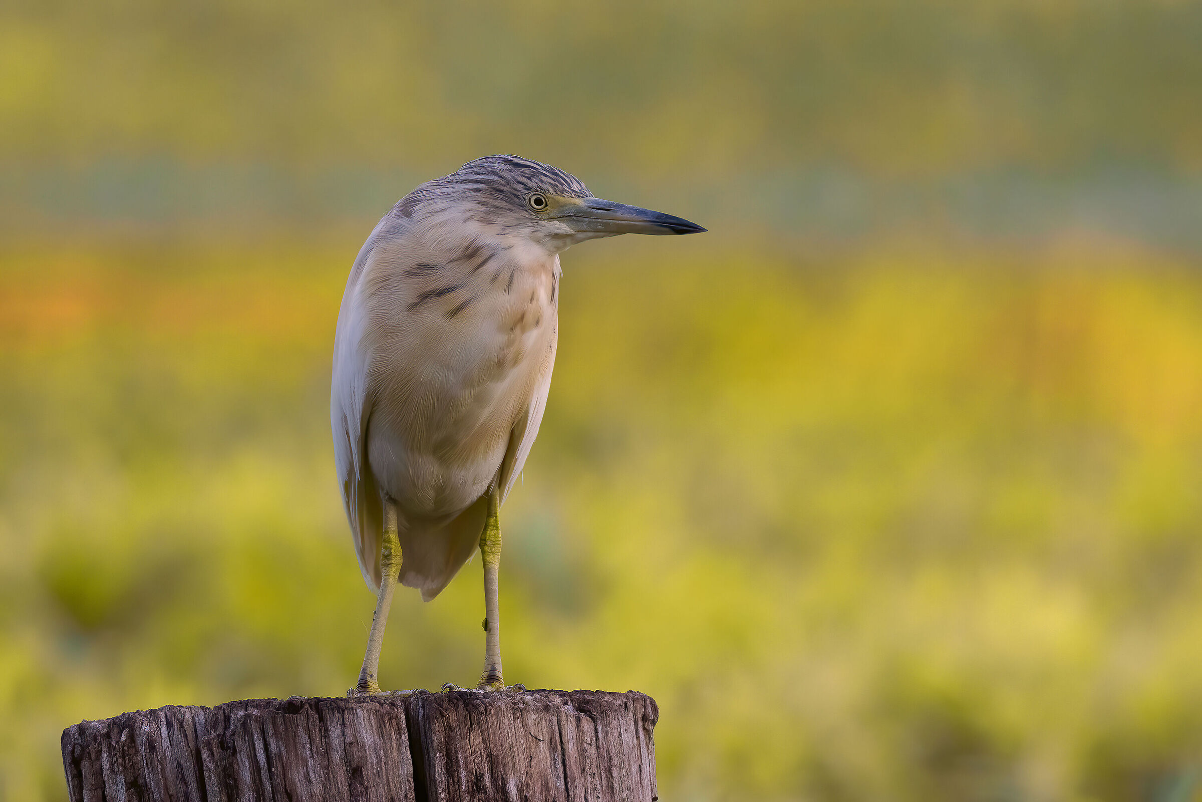 Sgarza ciuffetto (Ardeola ralloides)