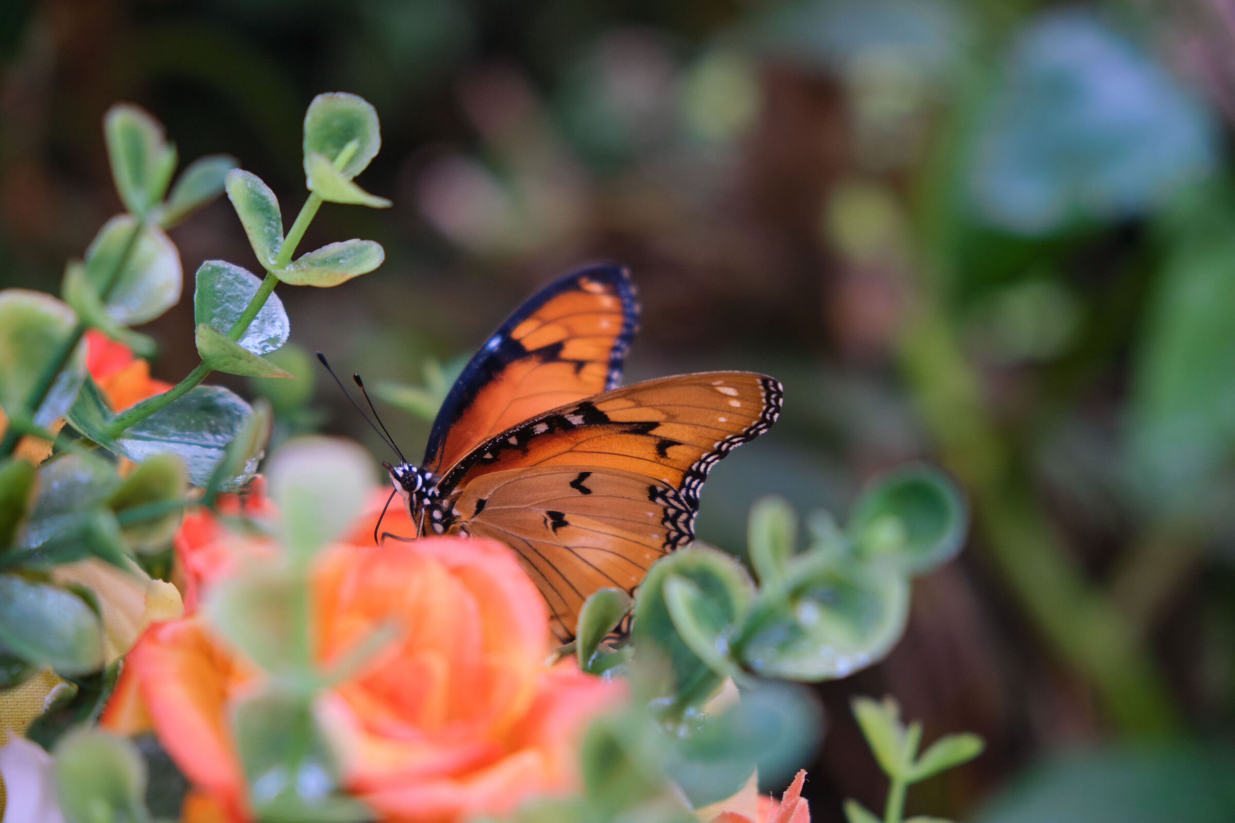 Butterfly 2