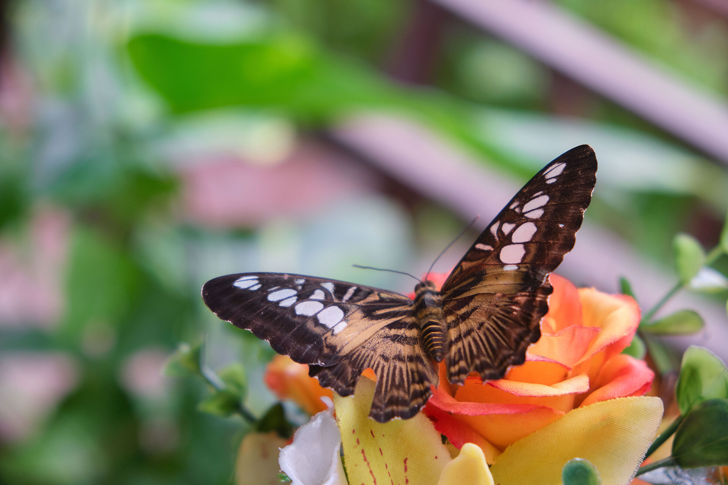 Butterfly 3