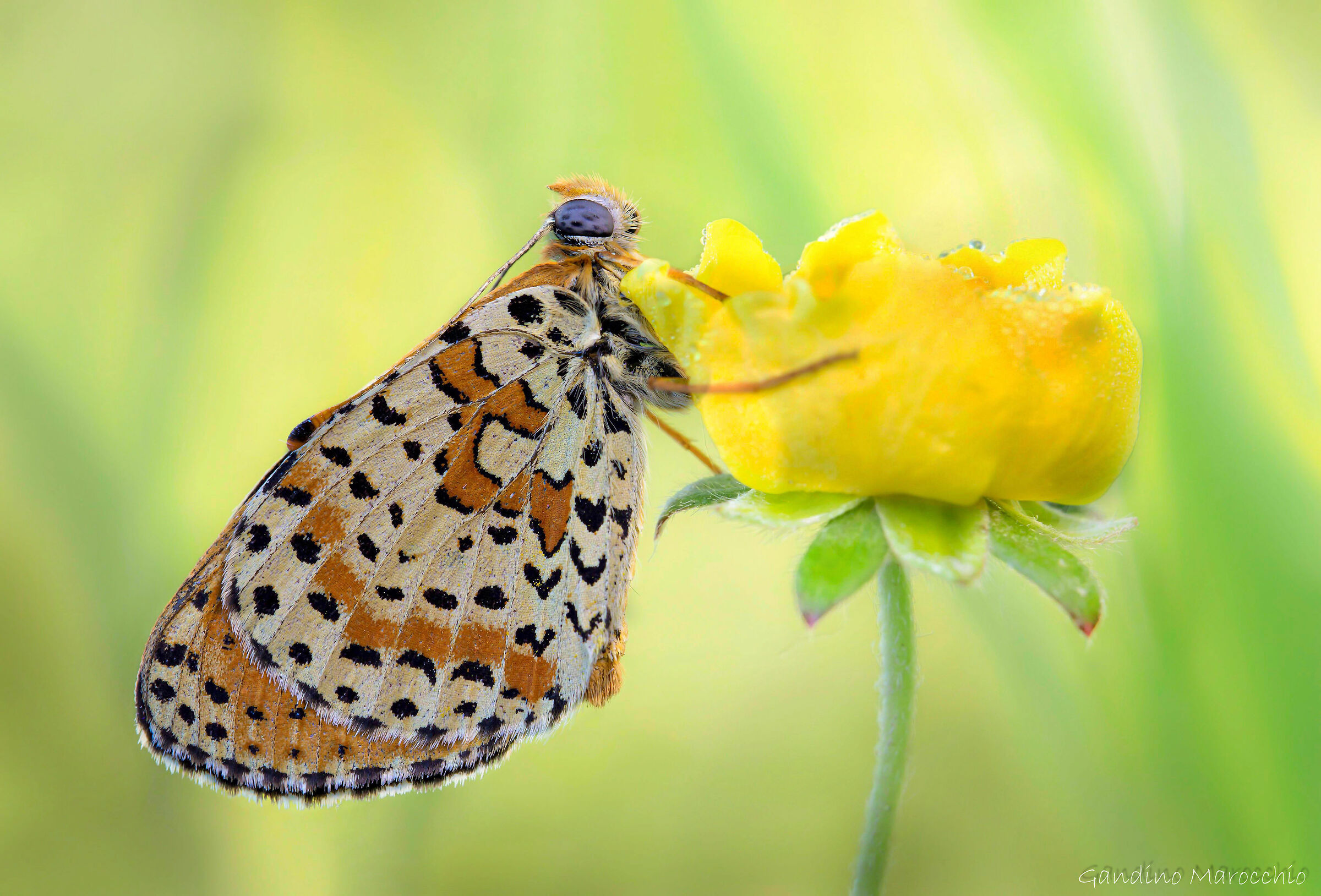 Melitaea Dydima
