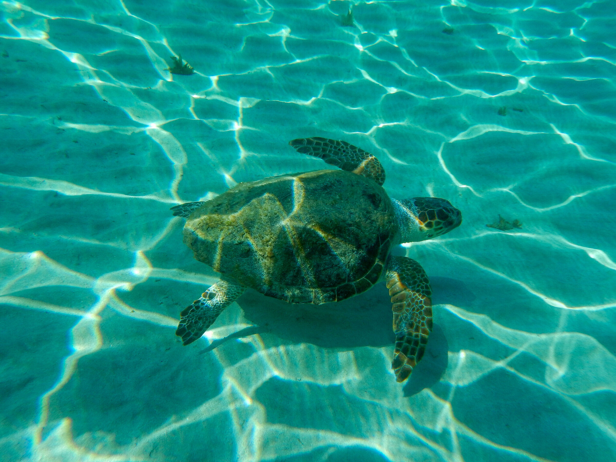 Caretta Caretta