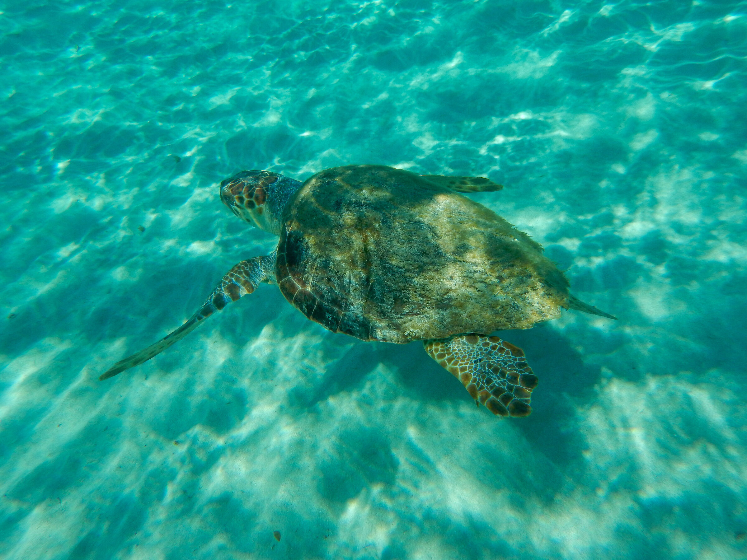 Caretta Caretta