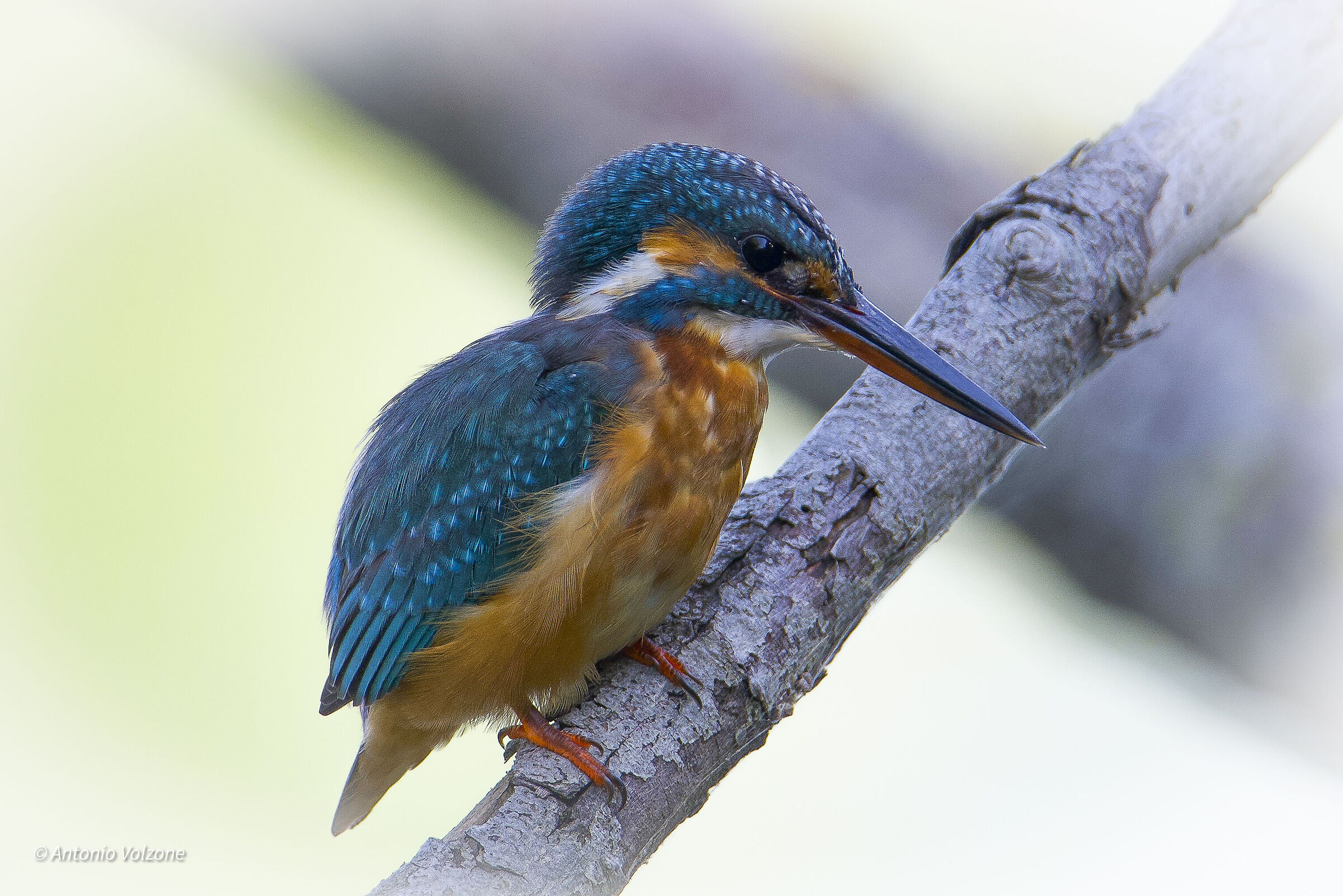 Kingfisher