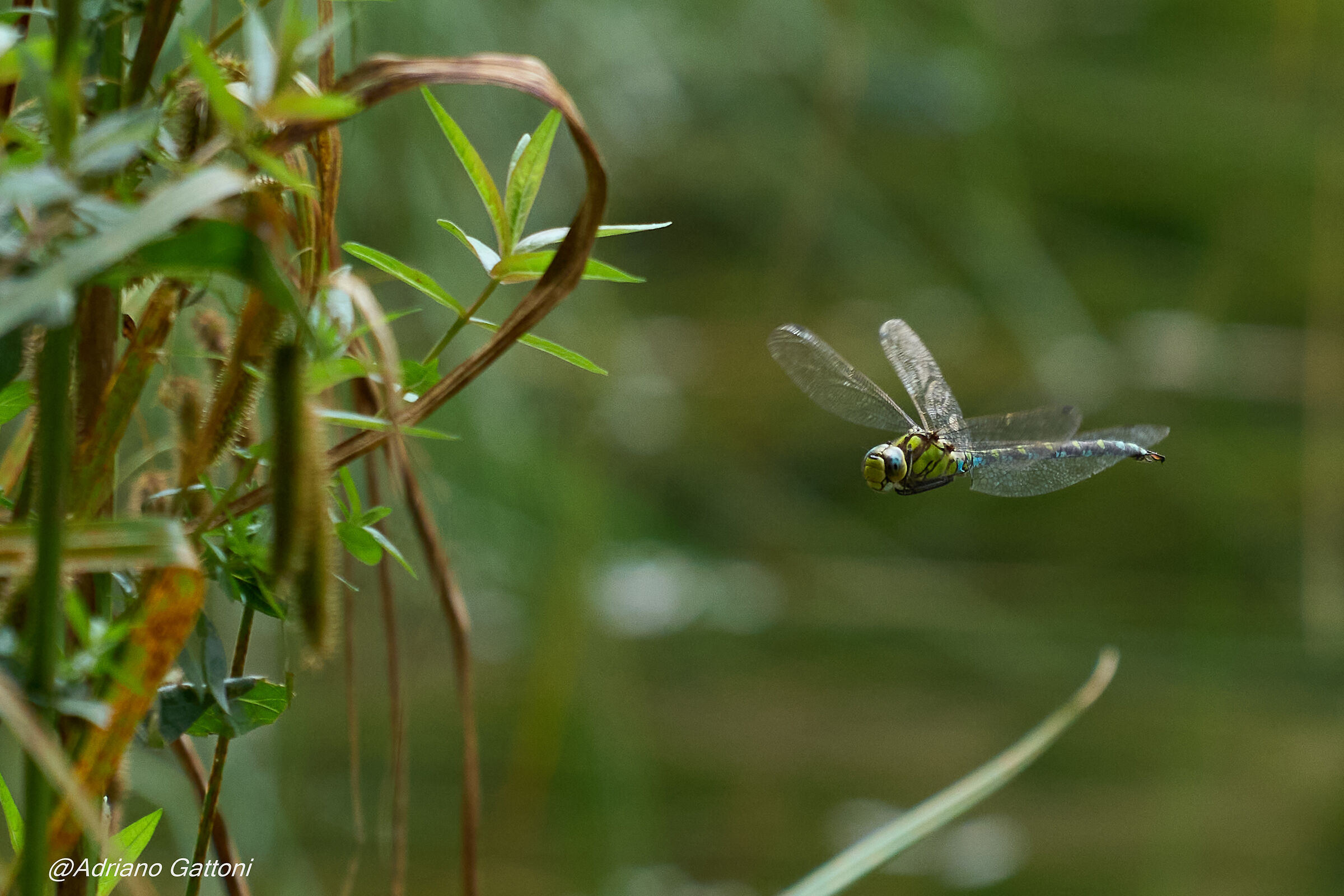 libellula in volo errante