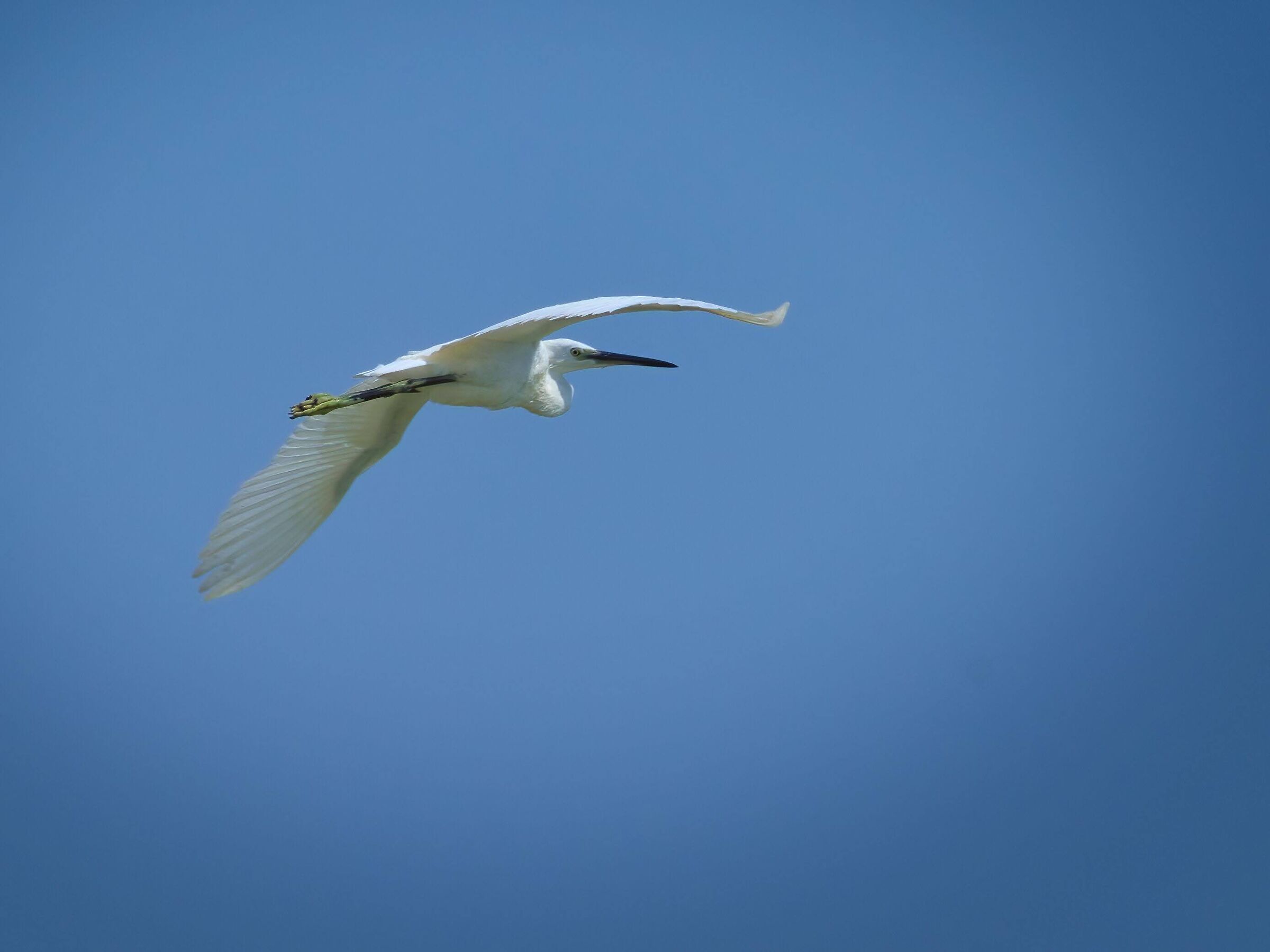 Il volo della Garzetta