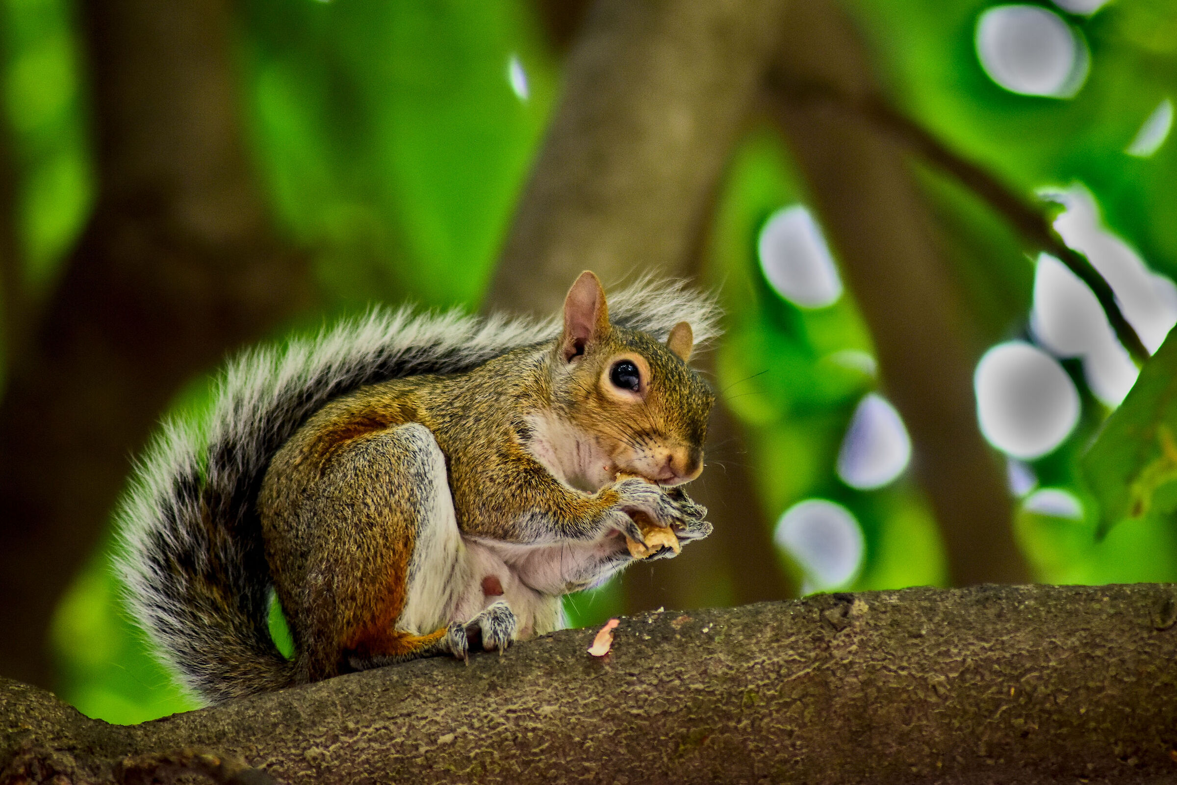 squirrels