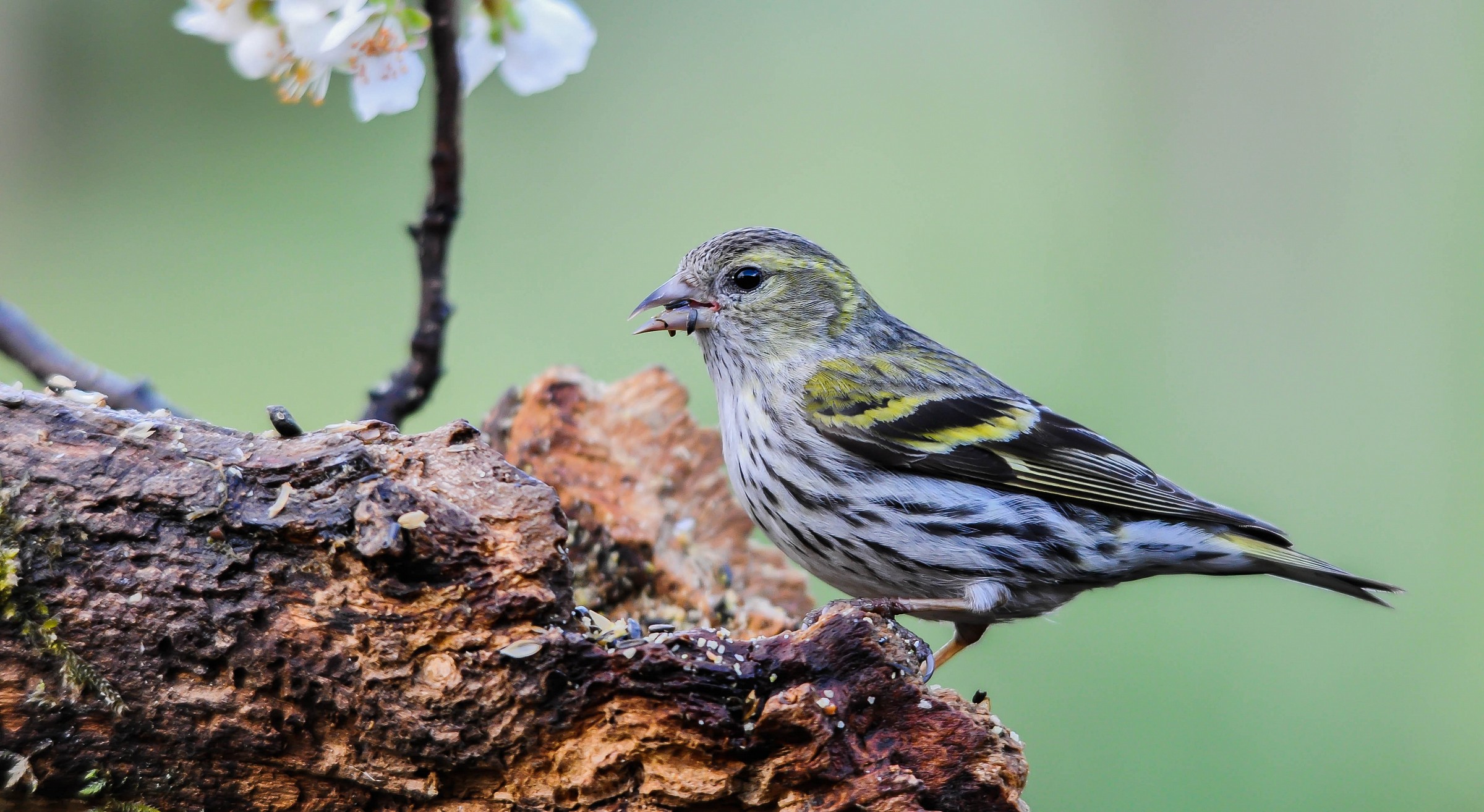 Lucherina a mantello mosaico