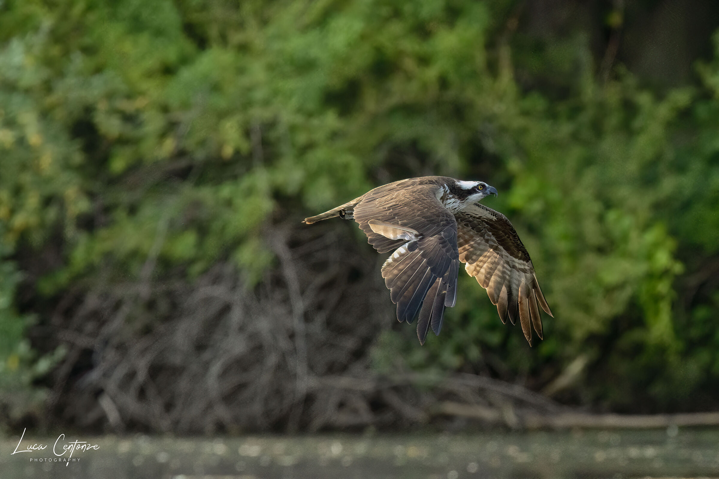 Osprey (Osprey) Pandion haliaetus