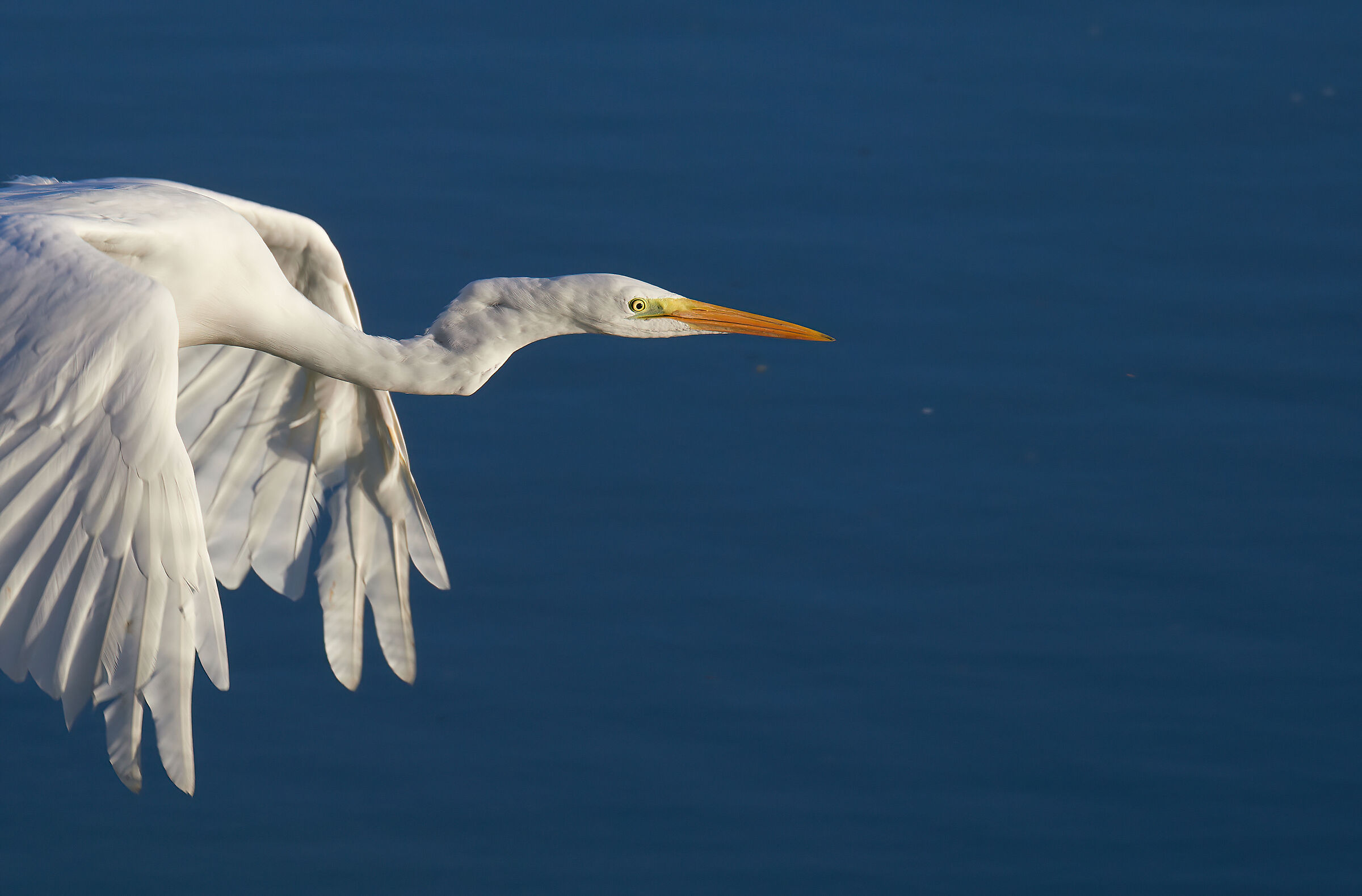 Great White Egret