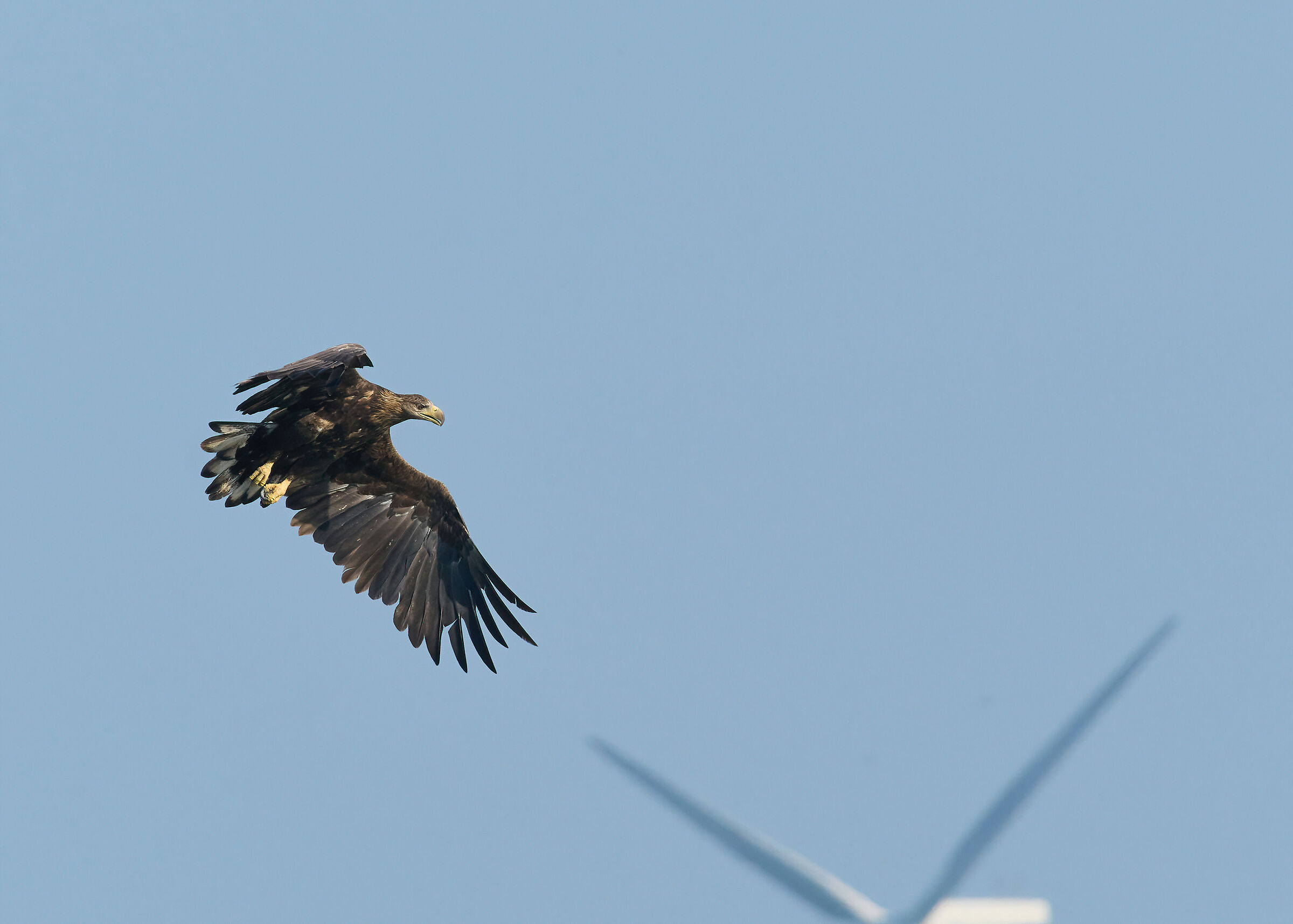 European White-tailed Sea Eagle