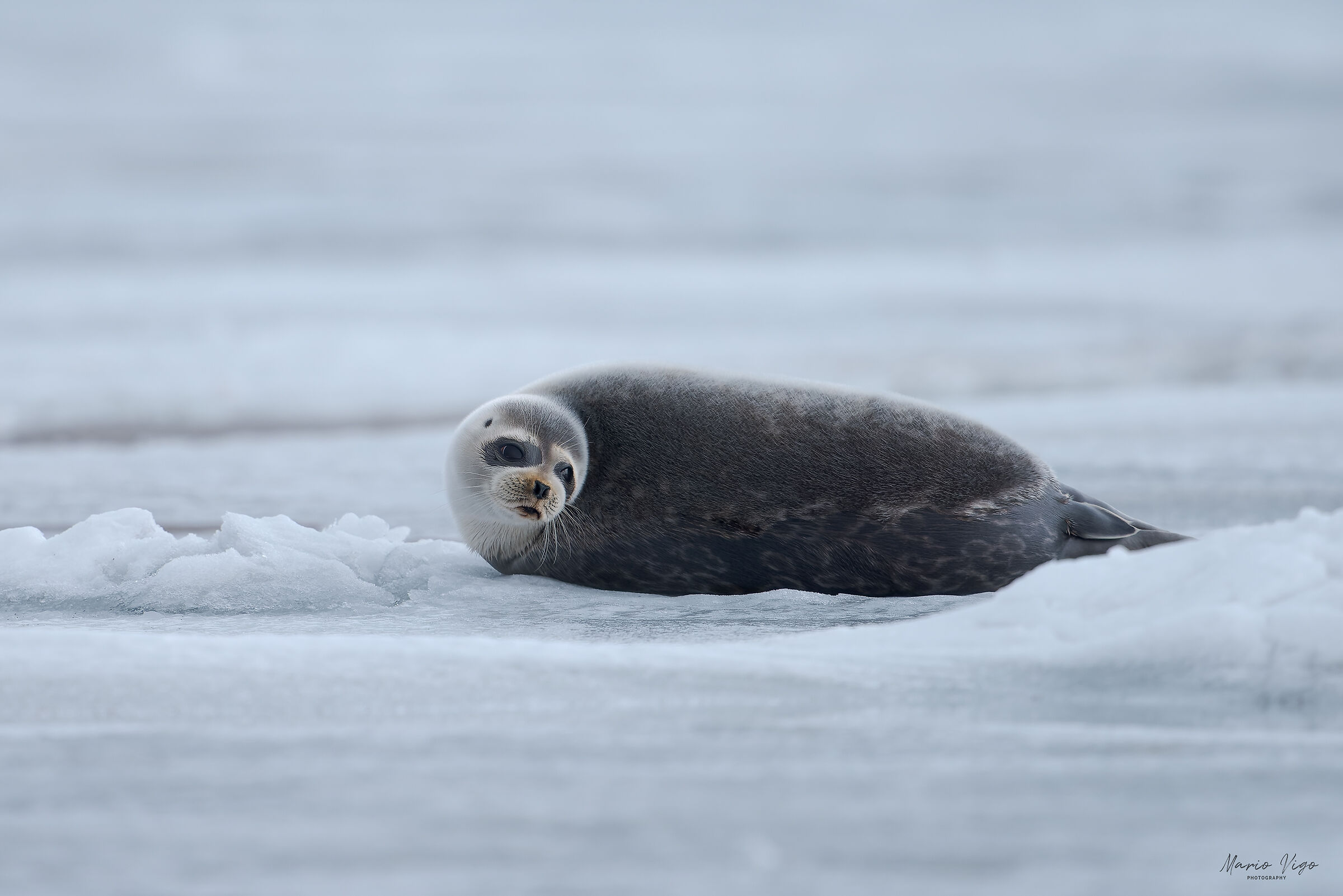 Resting on ice