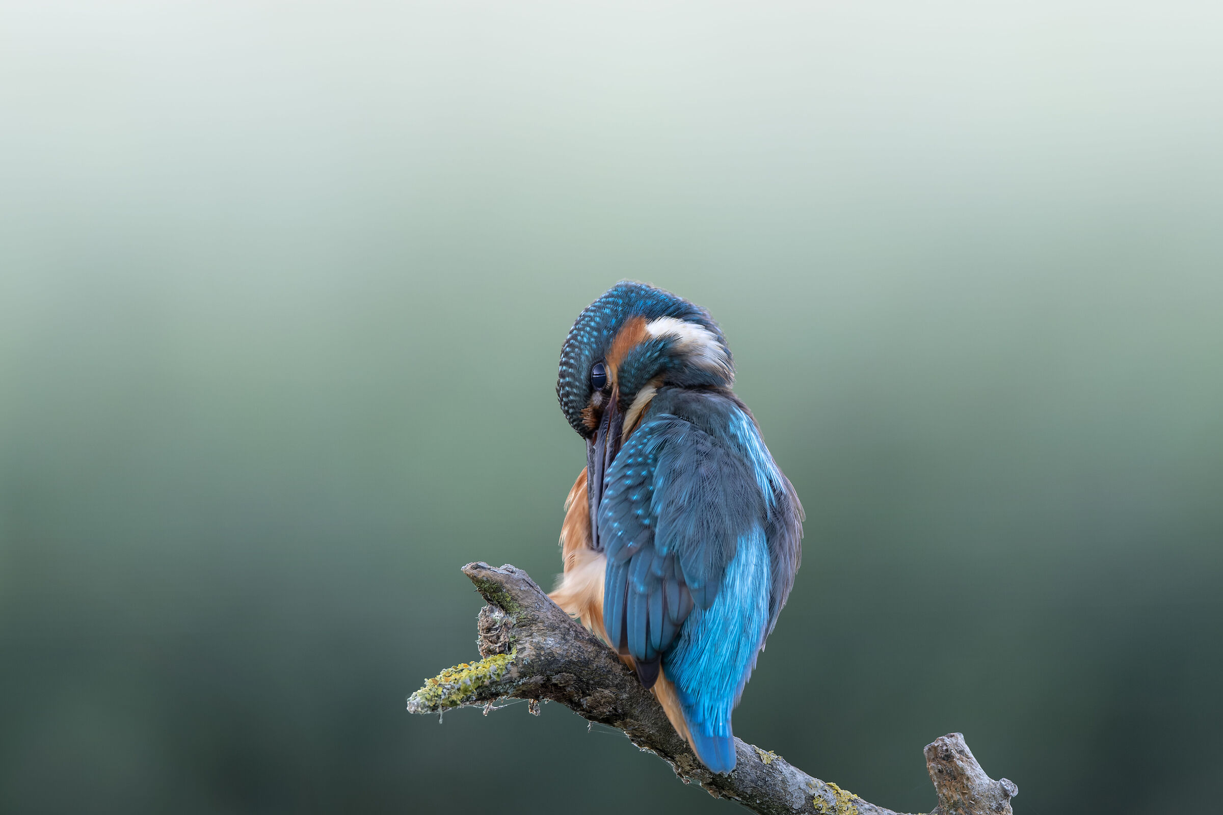 Kingfisher