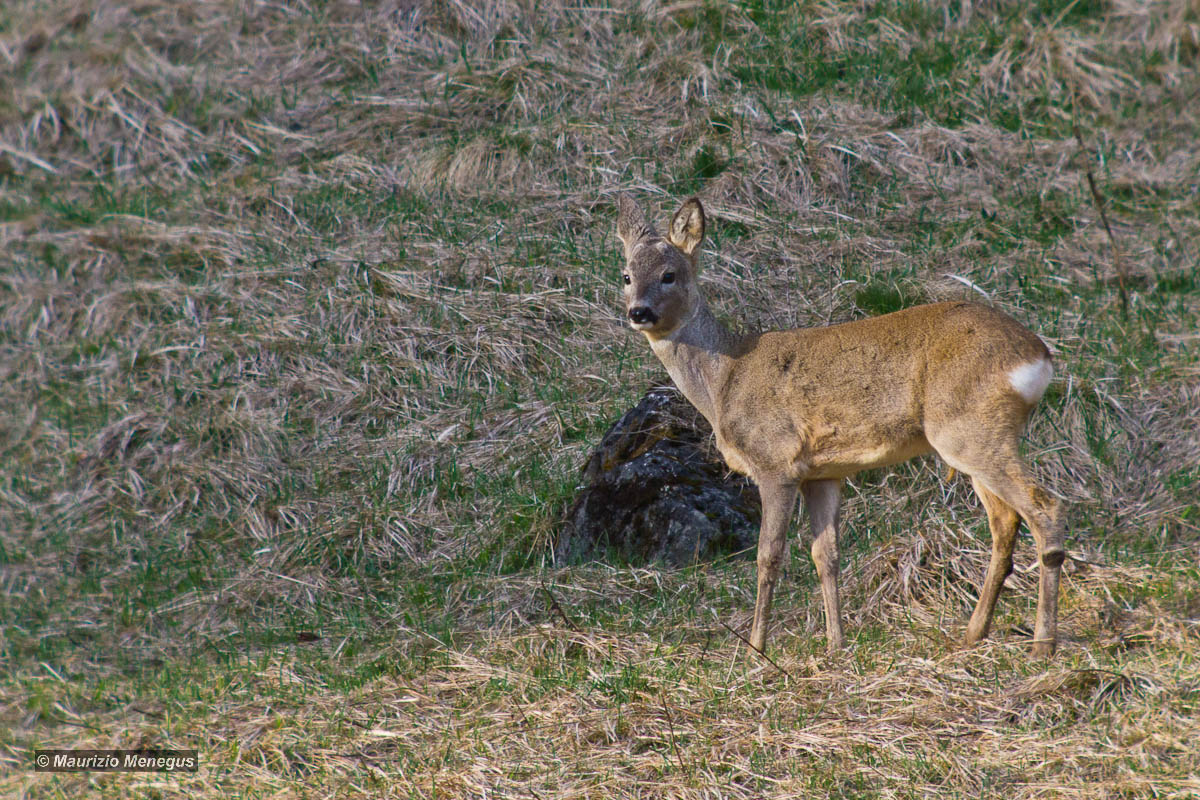 Maschietto di capriolo
