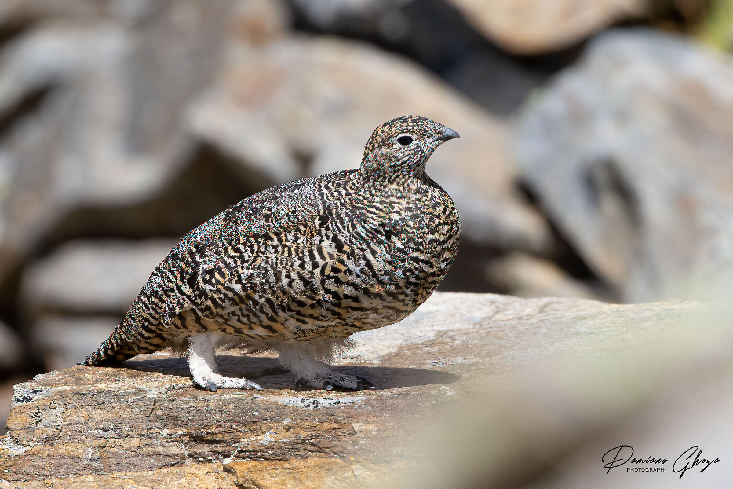 Ptarmigan