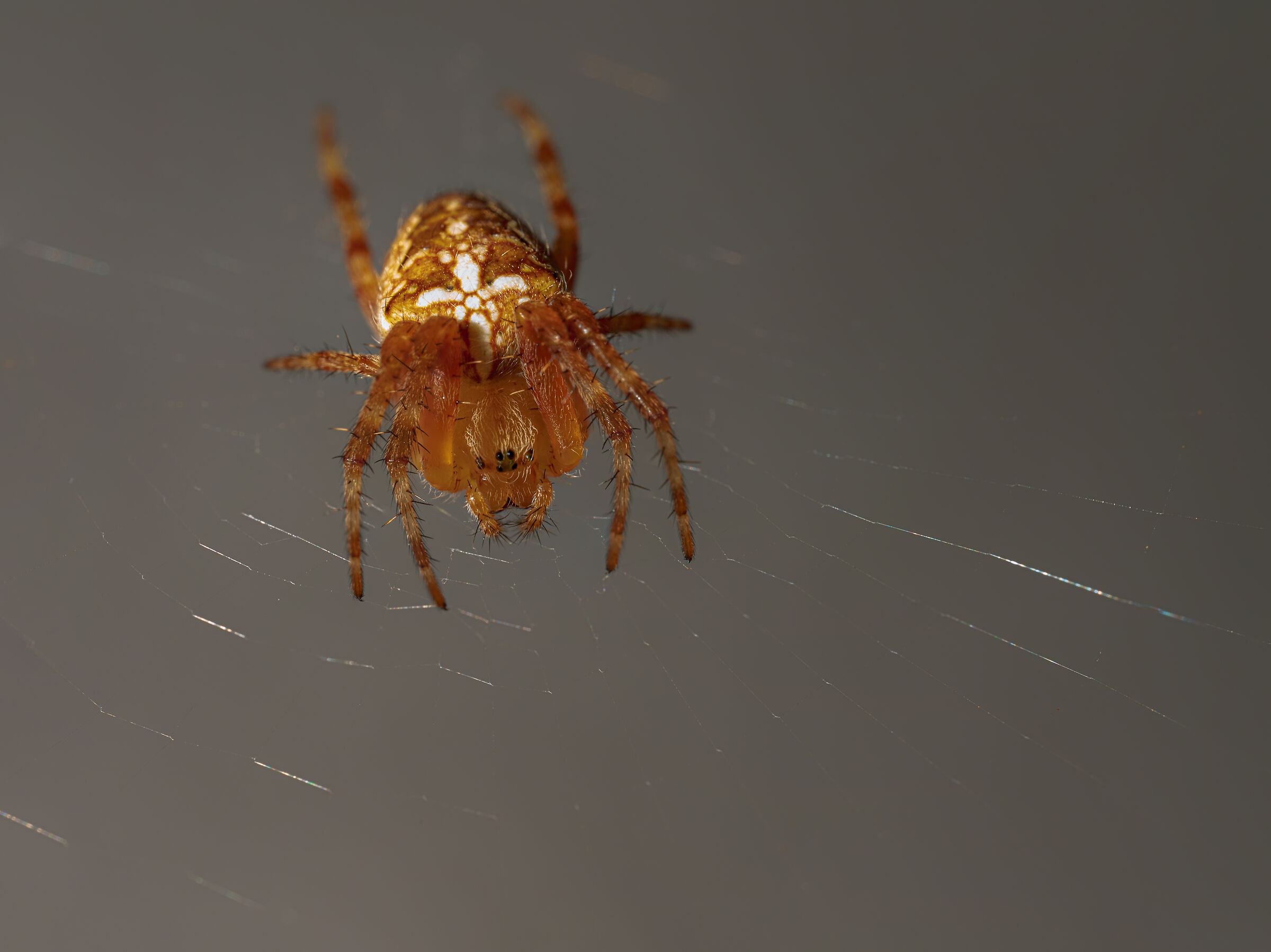Araneus diadematus