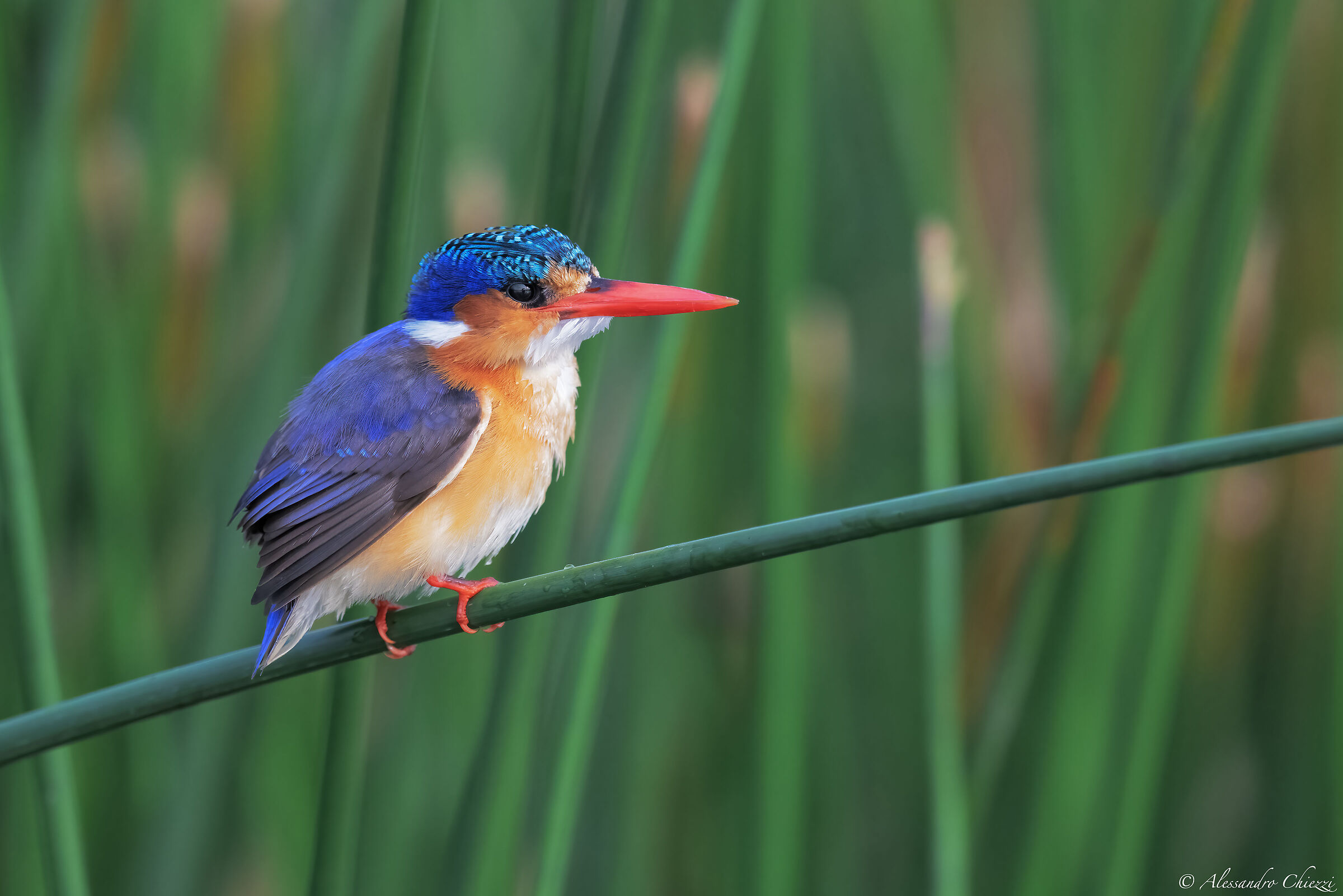 Malachite kingfisher