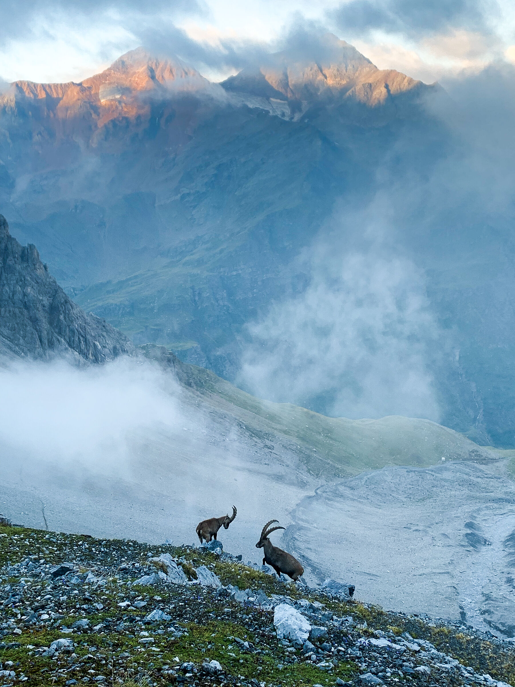stambecchi al V alpini