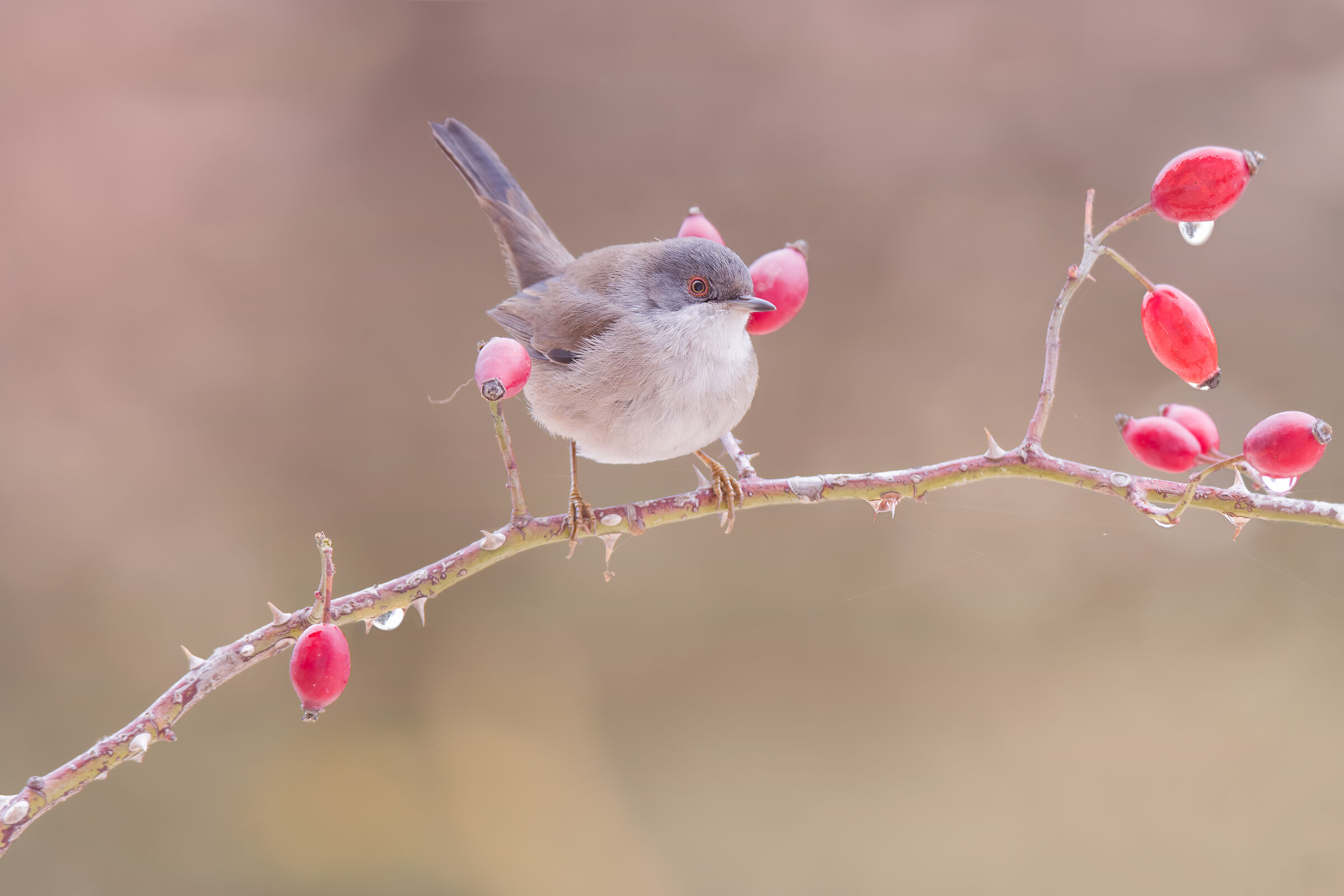Sardinian warbler