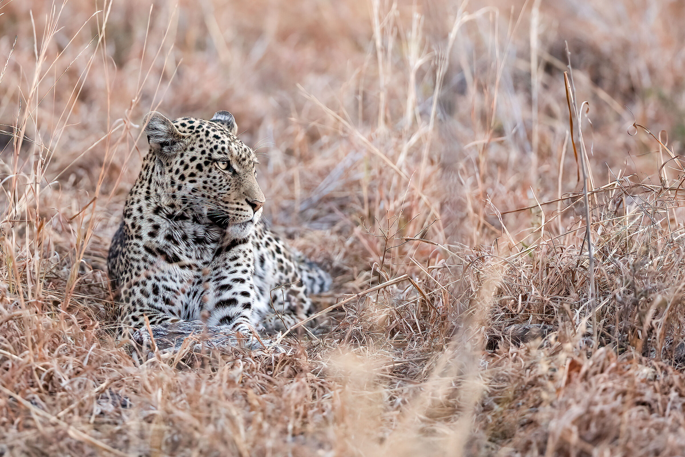 Leopardo - Savuti, Botswana
