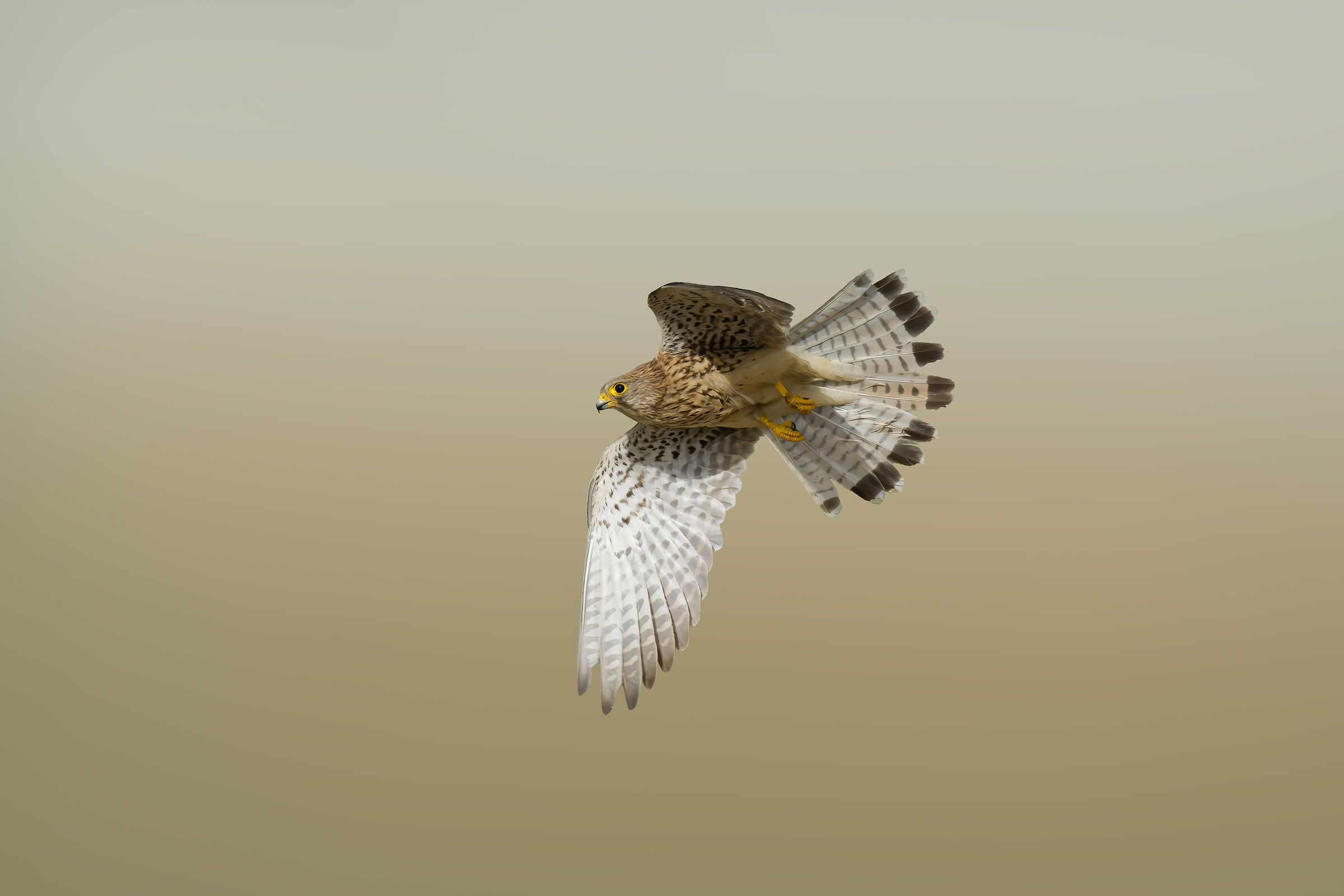 Kestrel