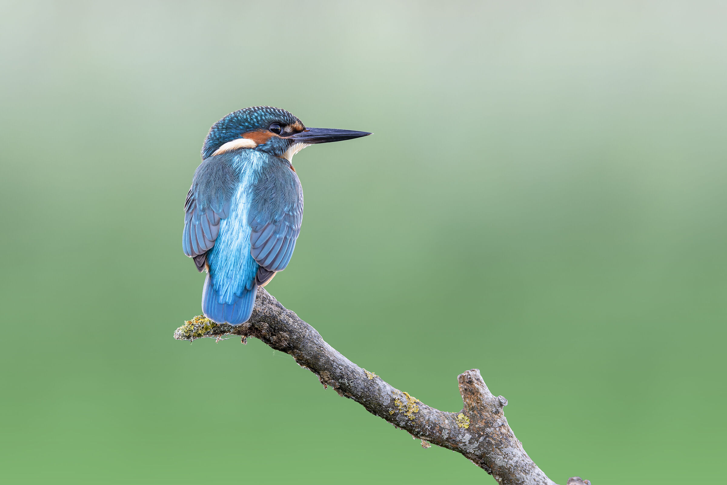 Kingfisher