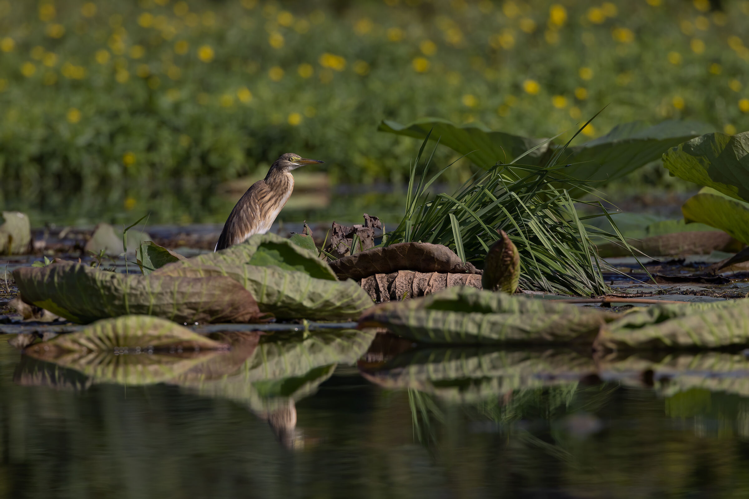 Sgarza ciuffeto ambientata