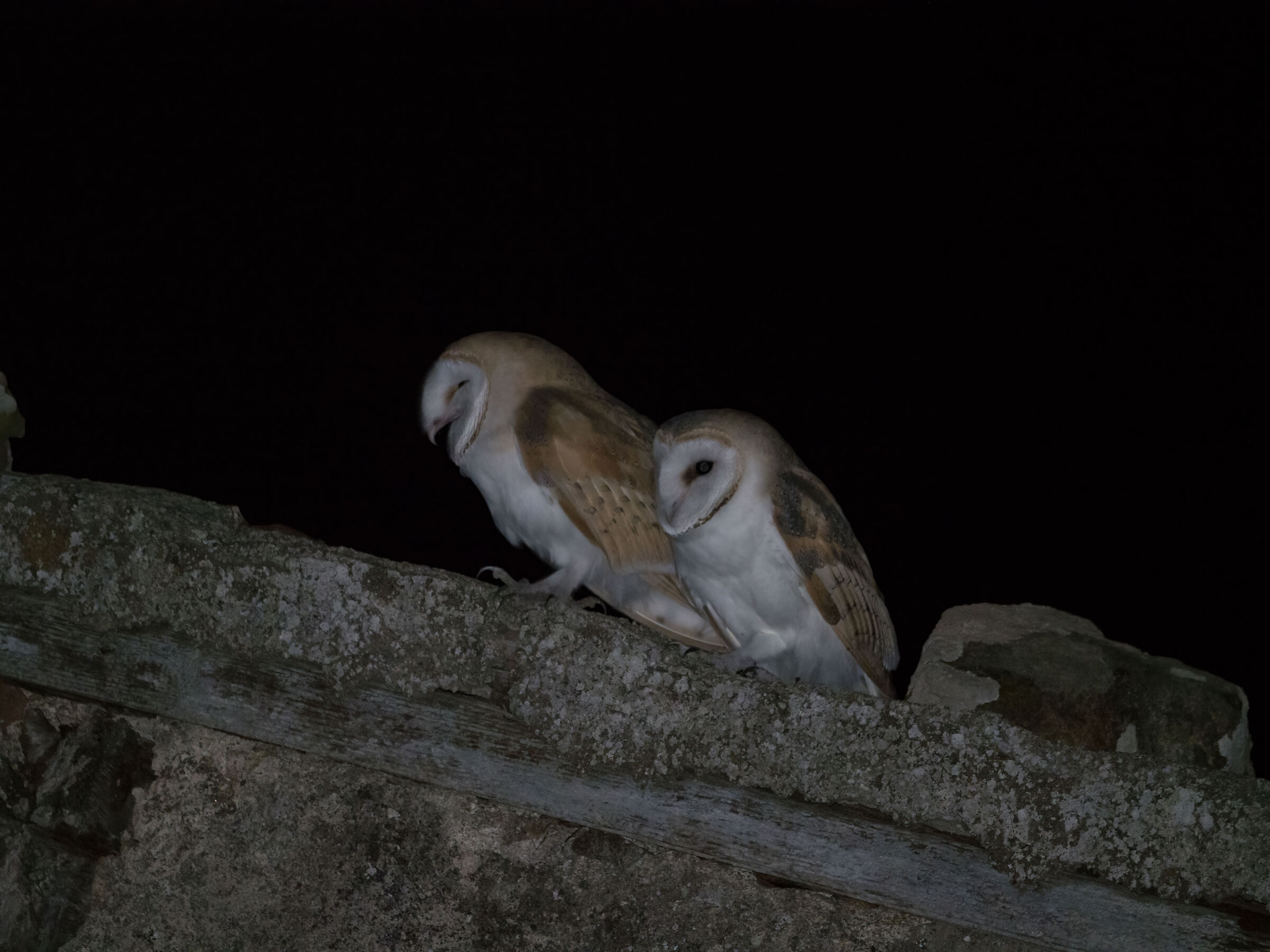 pair of Barn Owls