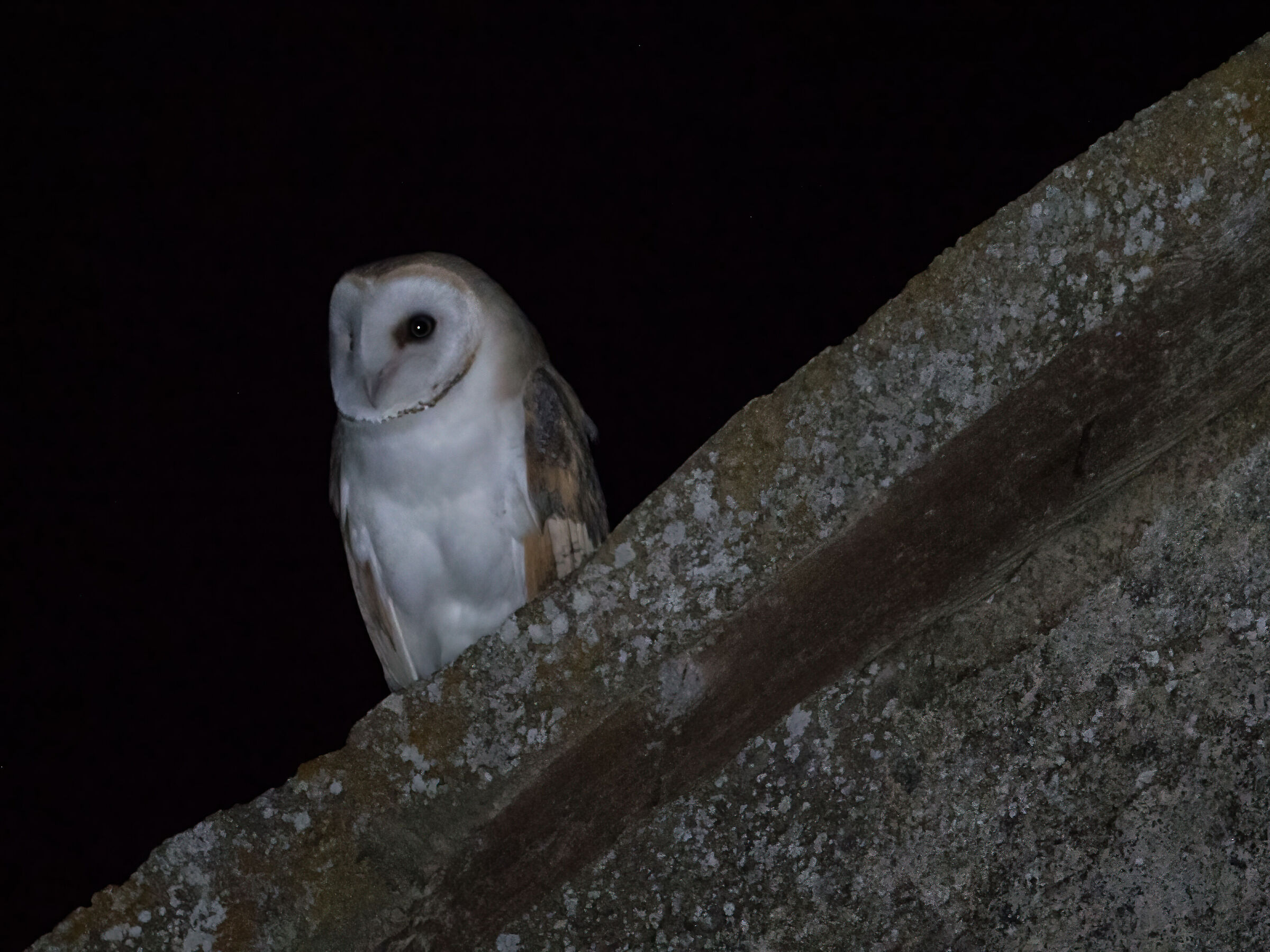 Barn owl