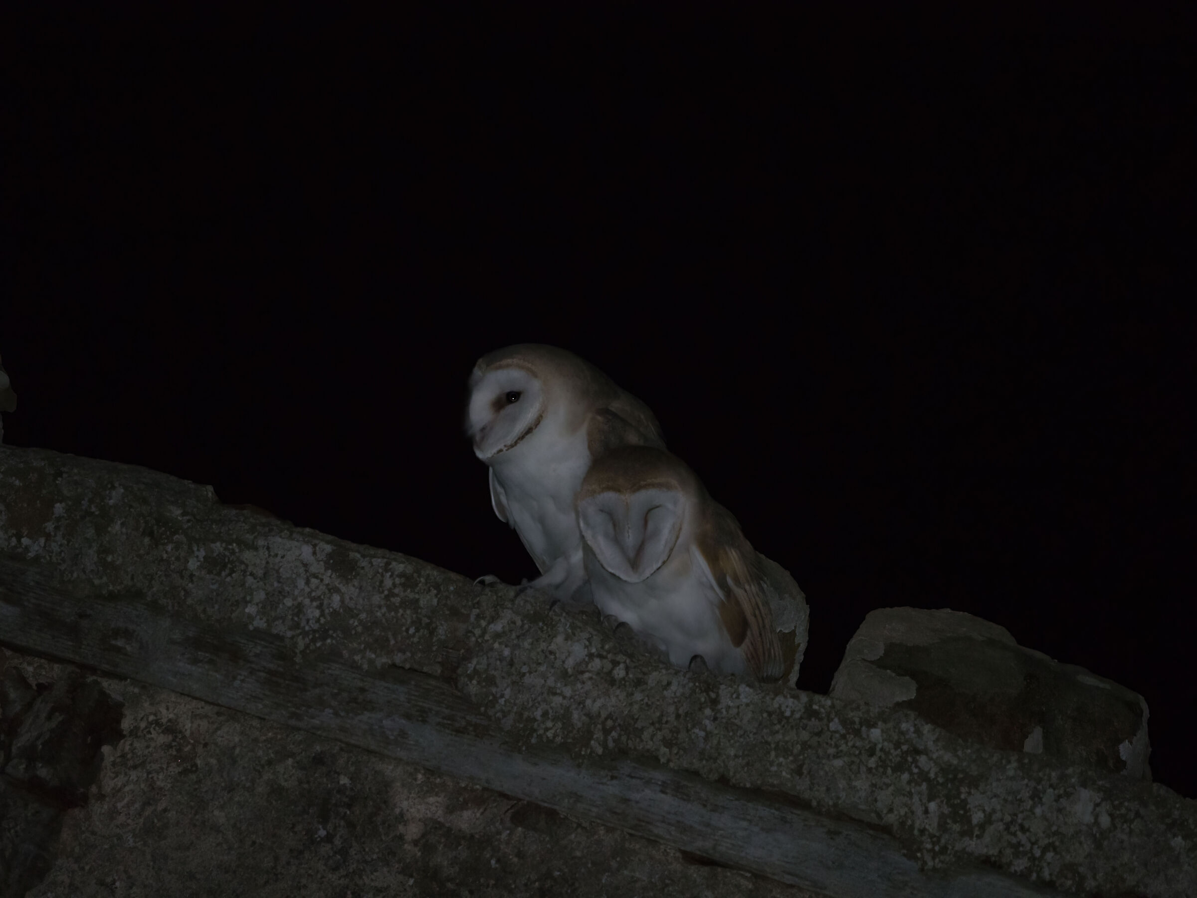 pair of Barn Owls