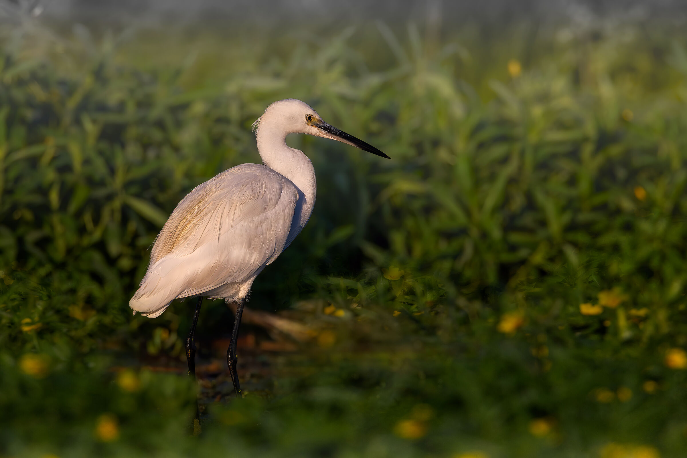 Garzetta (Egretta garzetta)