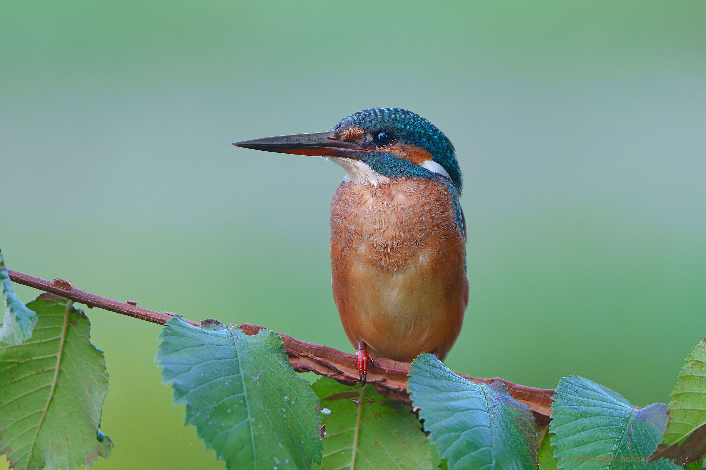 At dawn, poetry and martino....