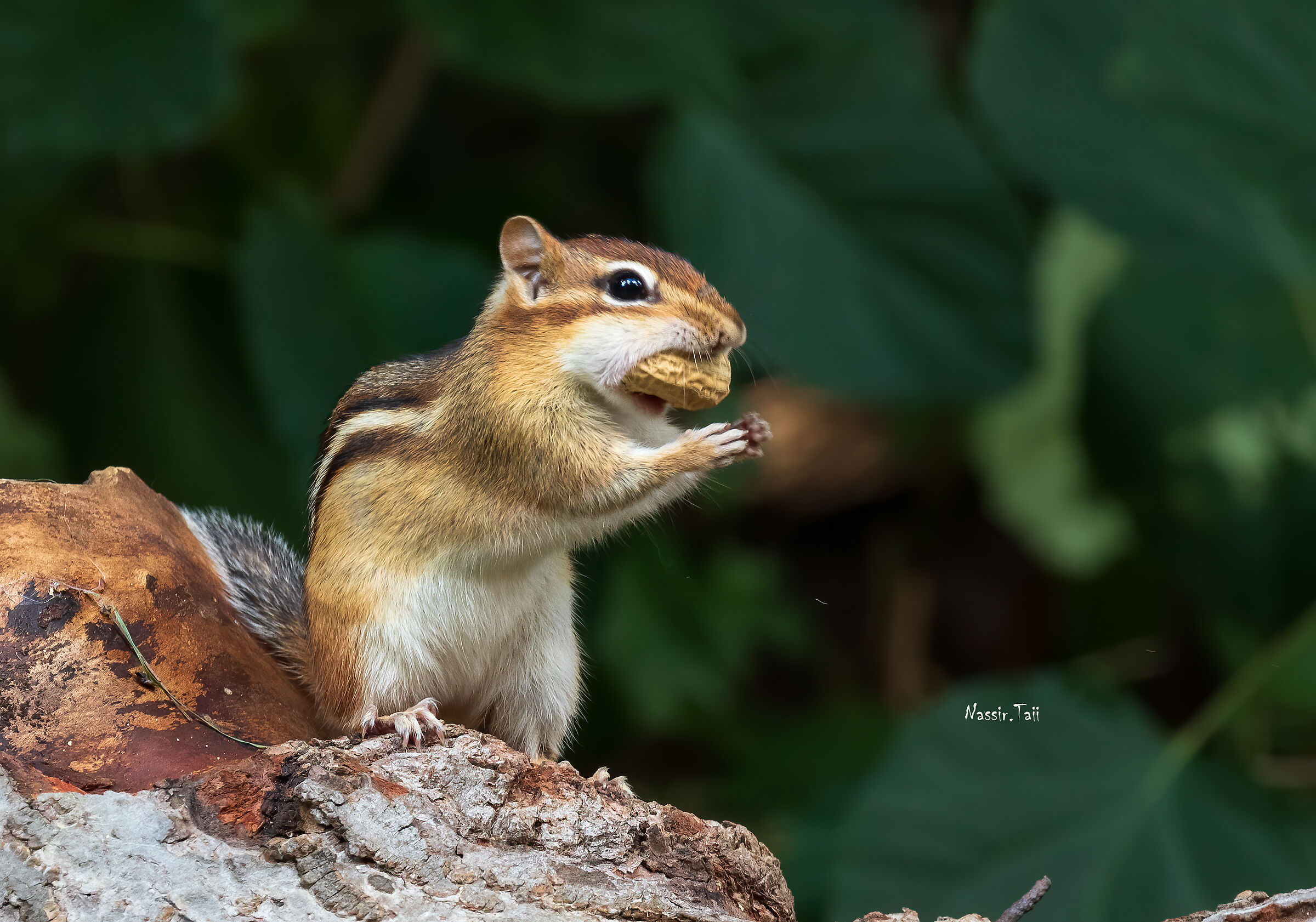 Chipmunks
