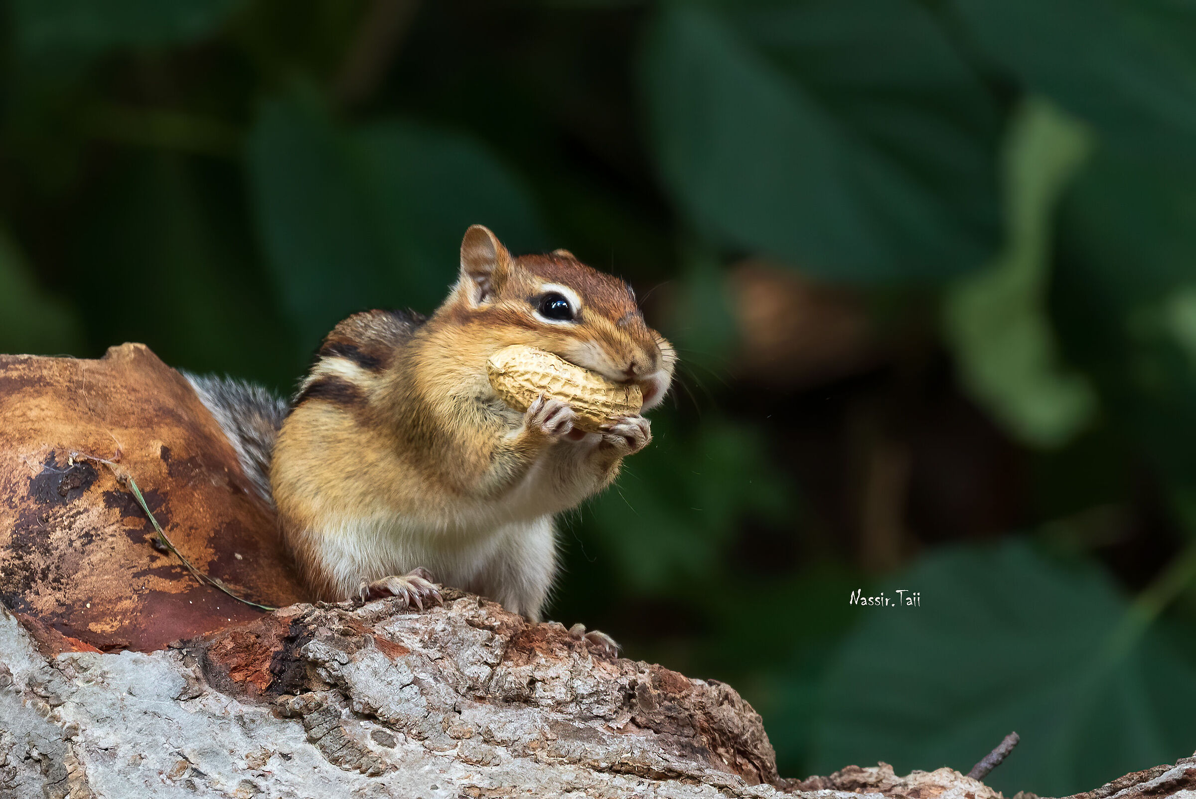 Chipmunks