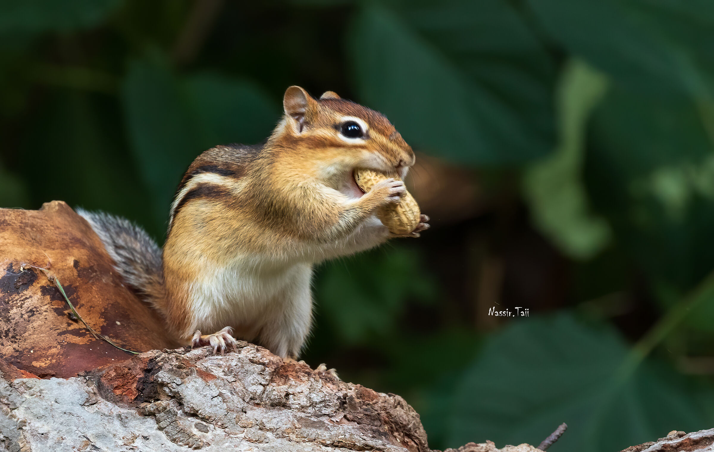Chipmunks