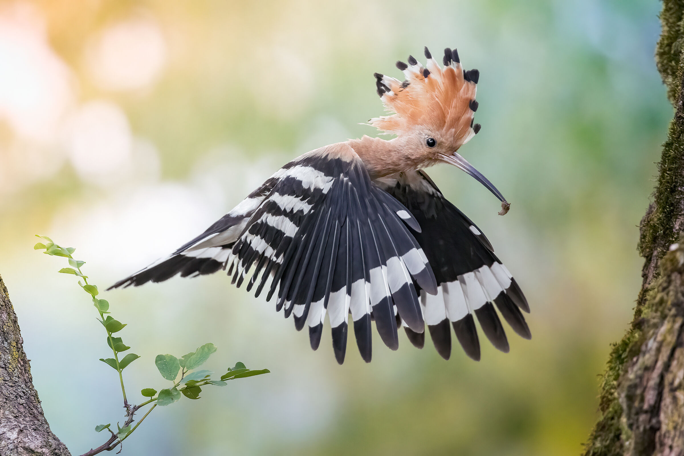 Leggerezza ed eleganza