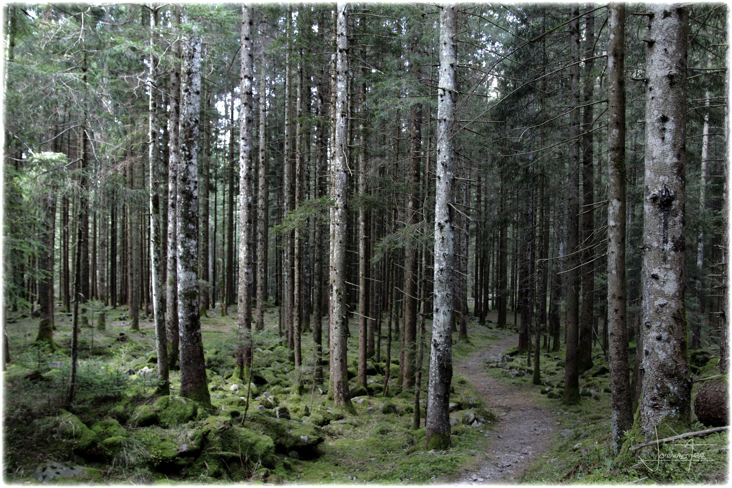 Pineta