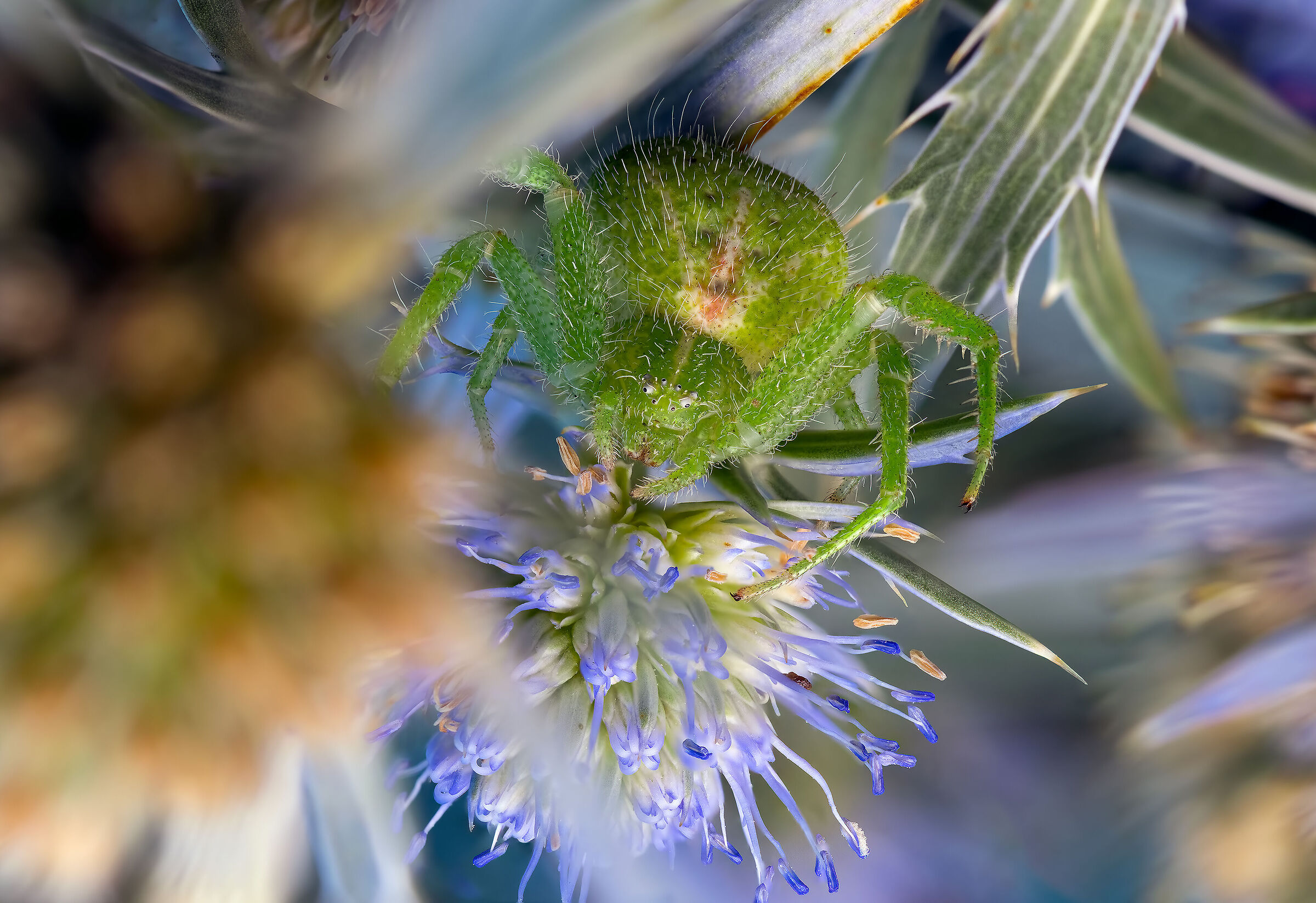 Heriaeus hirtus