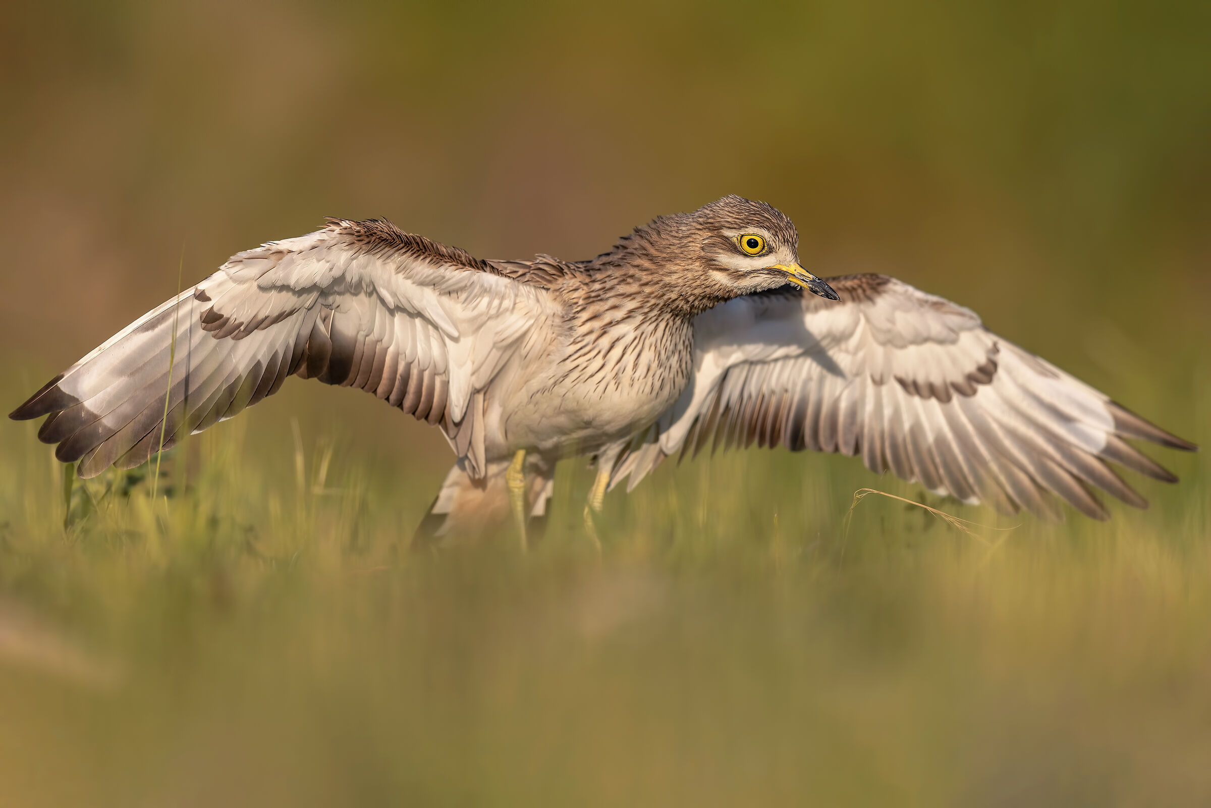 la danza degli occhioni