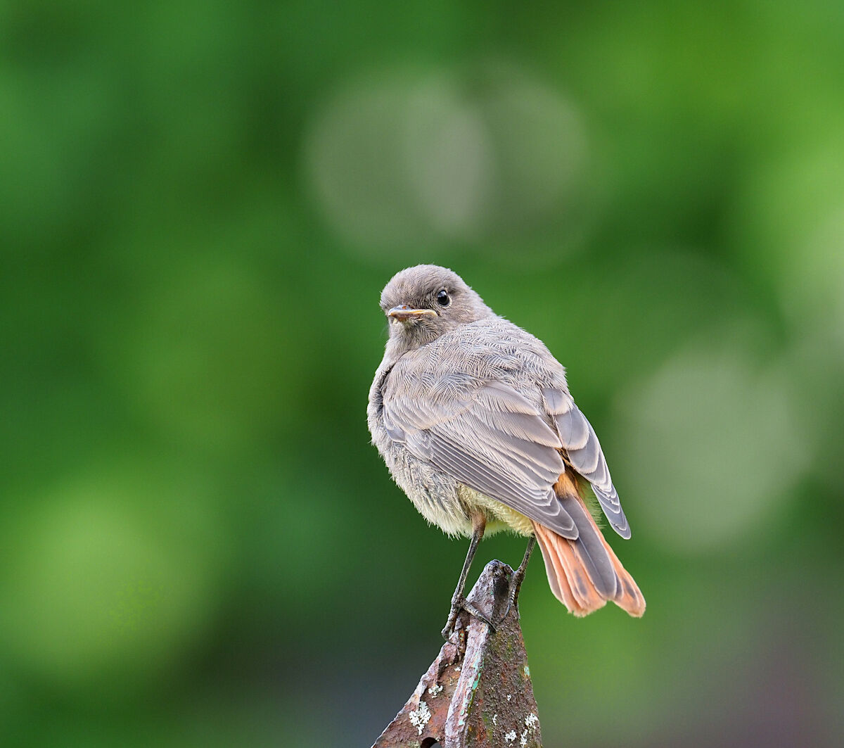Batuffolo in the green