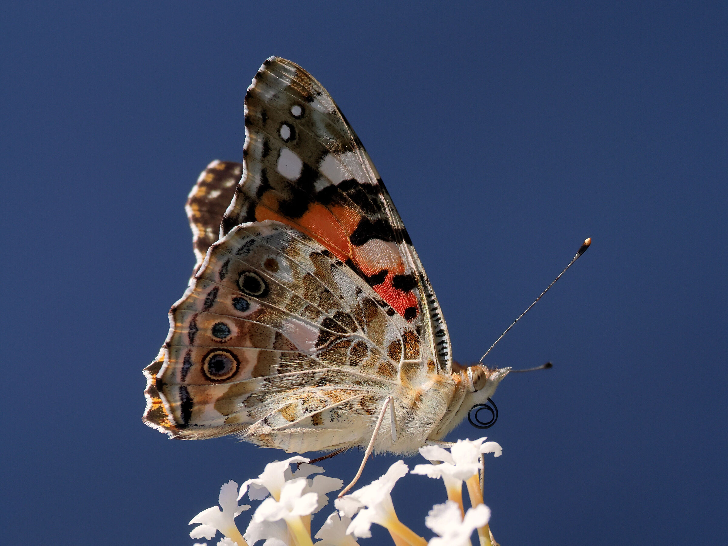 Vanessa cardui