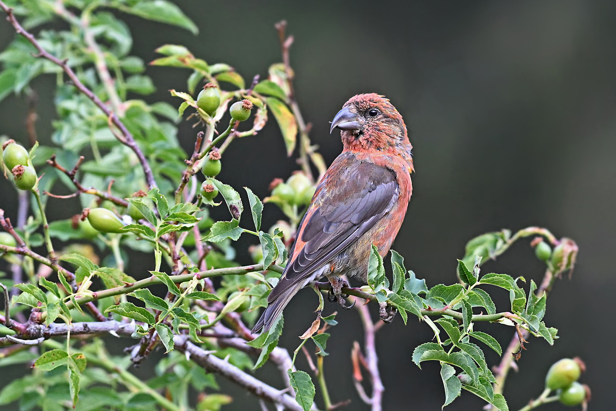 Storie di piume   9  ( Crociere M.)