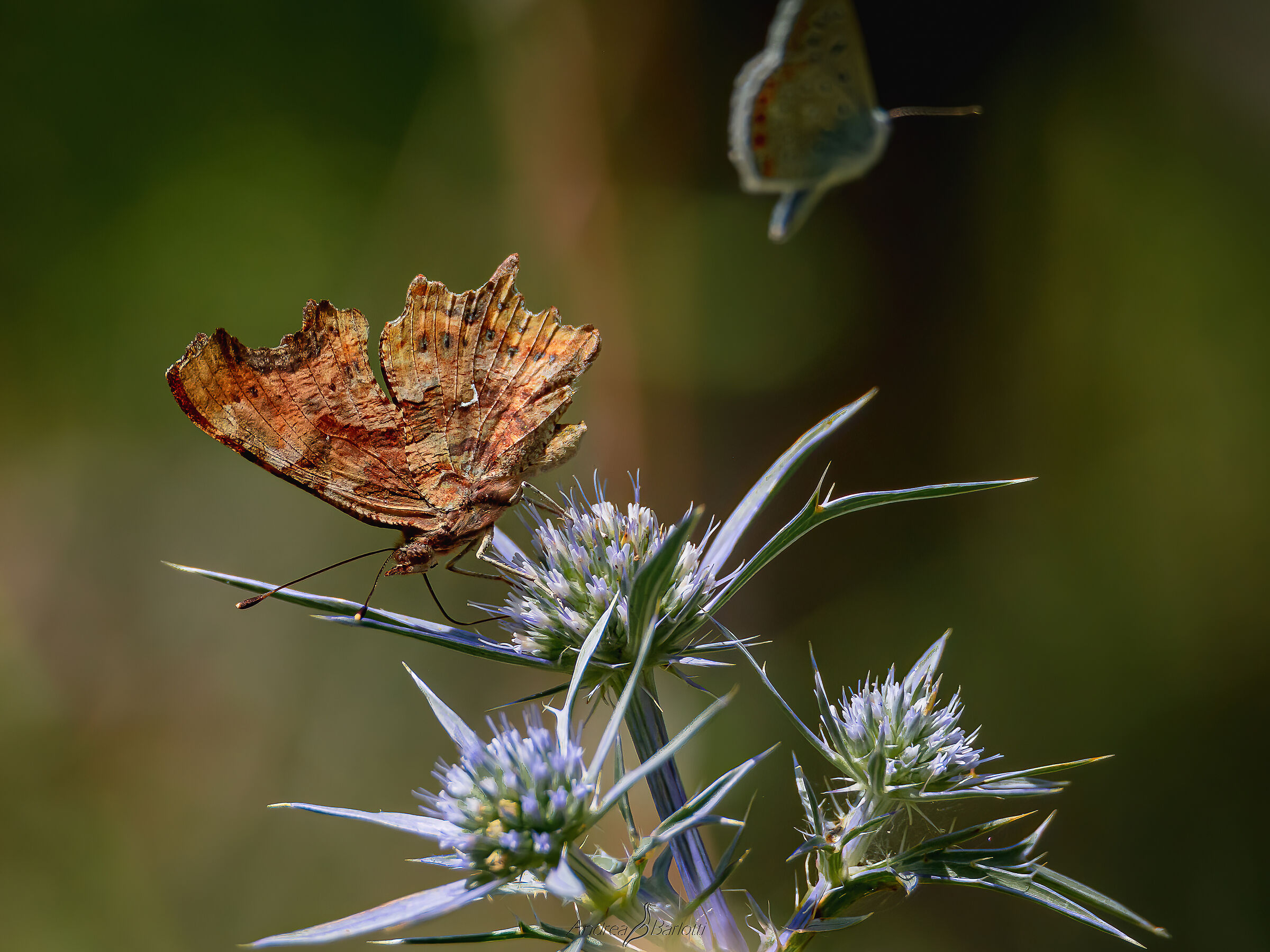 Polygonia c-album (compositional cut editing)