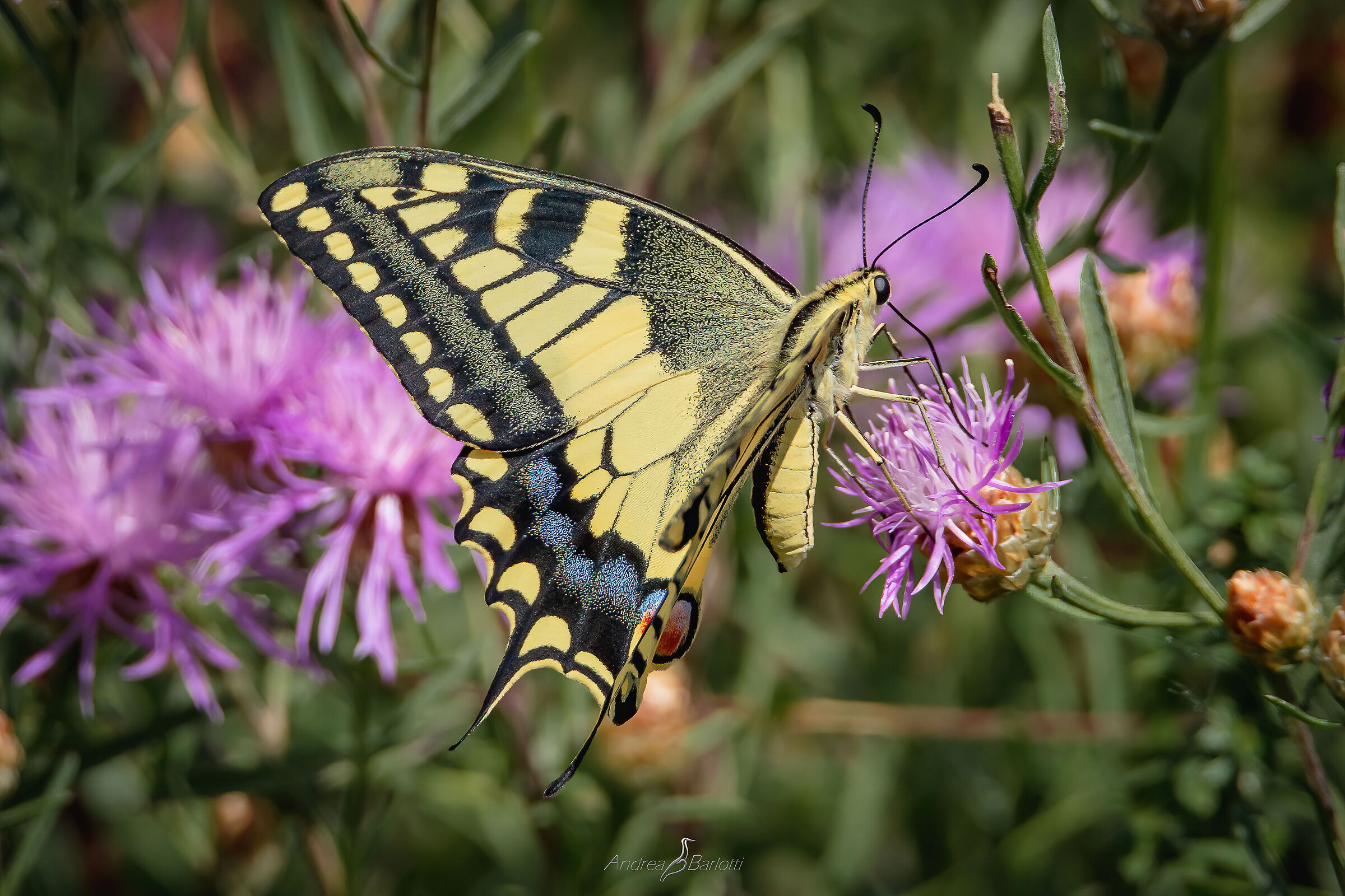 Colors: Papilio machaon